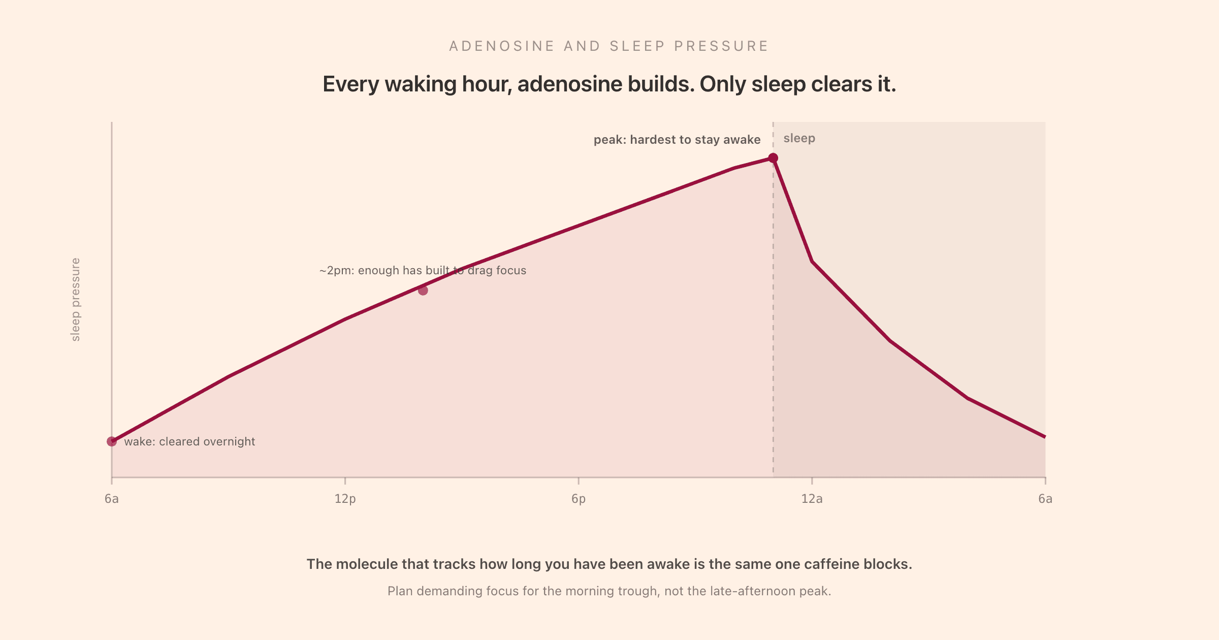 A curve of sleep pressure rising across the waking day, peaking at sleep onset, then clearing overnight, with the morning trough and afternoon drag marked