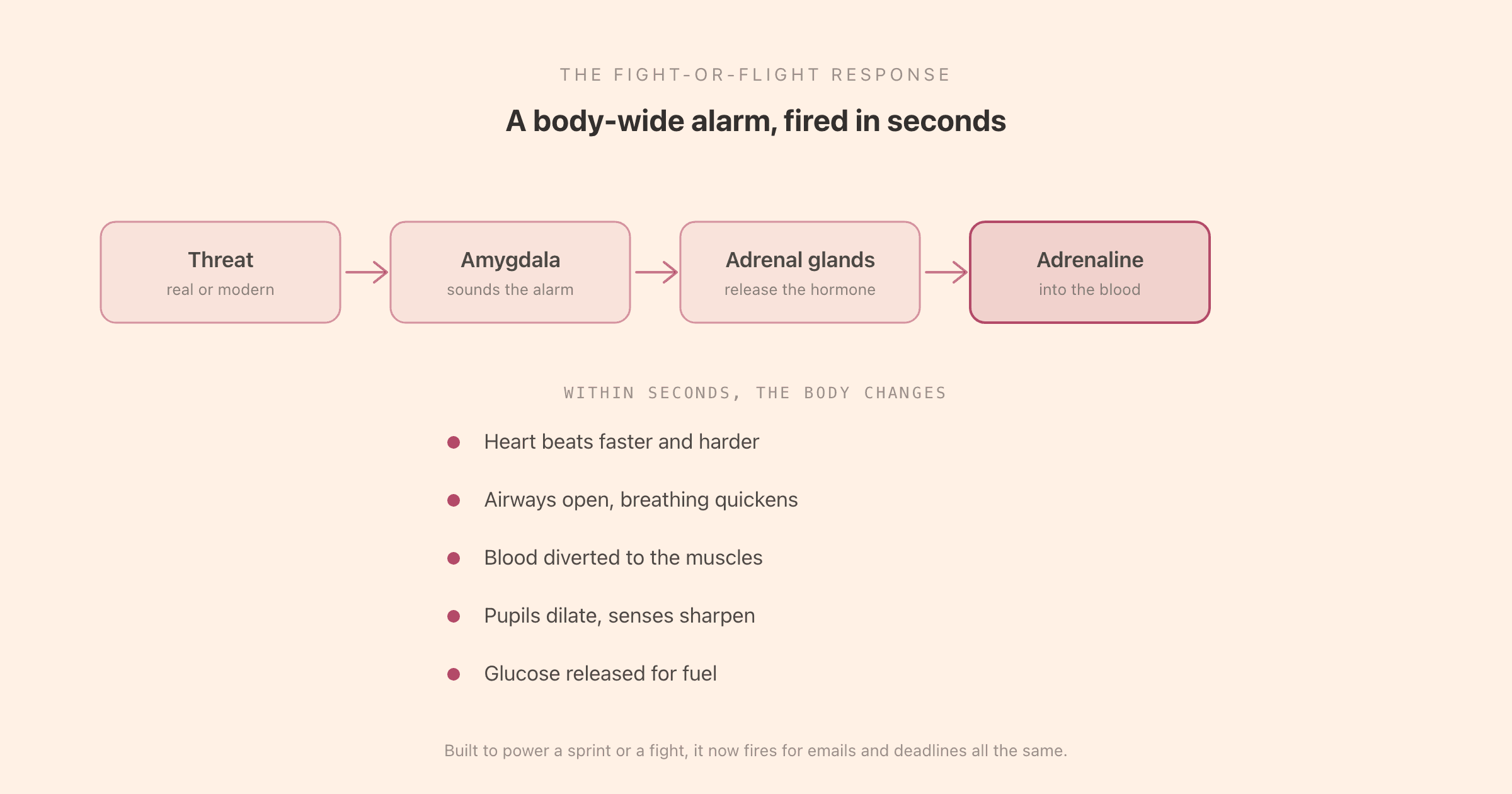 The fight-or-flight response: a threat triggers the amygdala, which signals the adrenal glands to release adrenaline, driving a raised heart rate, faster breathing, blood to the muscles, dilated pupils, and a surge of energy