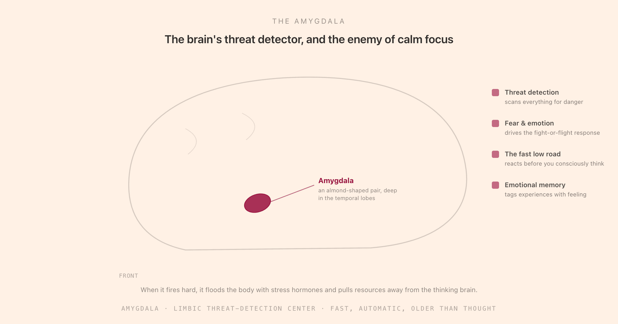 A simplified lateral view of the brain with the amygdala highlighted as a small almond-shaped structure deep in the temporal lobe, and four callouts of its jobs: threat detection (scans everything for danger), fear and emotion (drives fight-or-flight), the fast low road (reacts before you consciously think), and emotional memory (tags experiences with feeling), with a note that when it fires hard it floods the body with stress hormones and pulls resources away from the thinking brain.