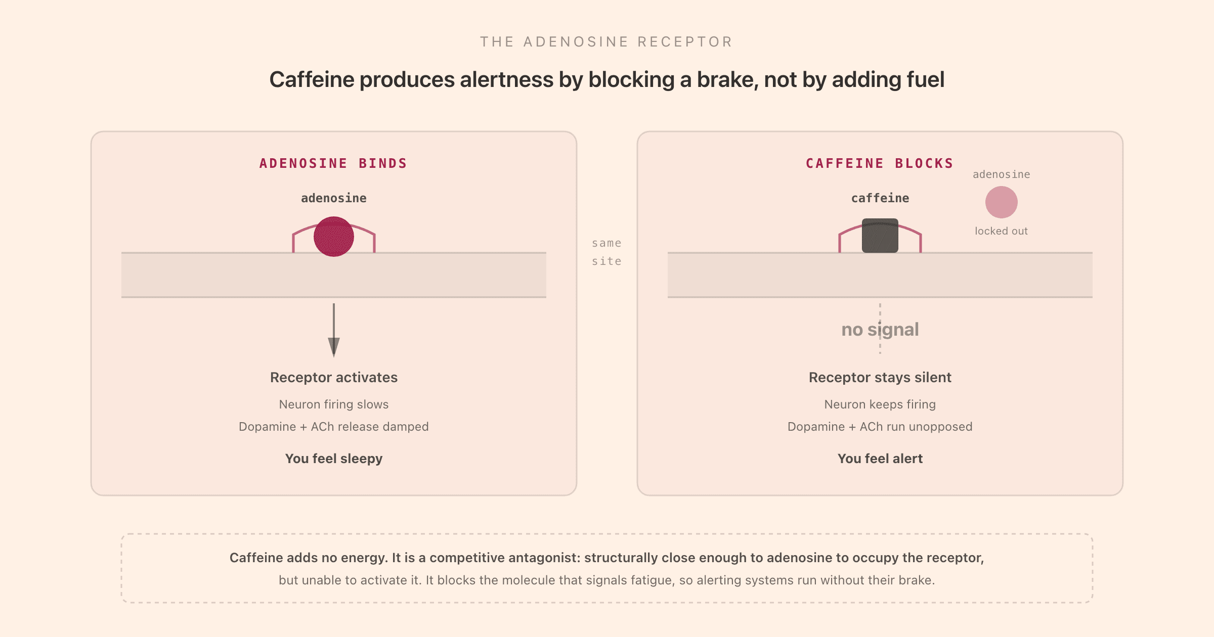 A two-panel schematic of the adenosine receptor showing how caffeine works: on the left, an adenosine molecule sits in the receptor pocket on a neural membrane, the receptor activates, neuron firing slows, dopamine and acetylcholine release is damped, and you feel sleepy; on the right, a caffeine molecule is wedged into the same receptor pocket while an adenosine molecule floats outside locked out, the receptor stays silent with no signal, the neuron keeps firing, dopamine and acetylcholine run unopposed, and you feel alert; a footer note explains that caffeine adds no energy and is a competitive antagonist, structurally close enough to adenosine to occupy the receptor but unable to activate it, so it blocks the molecule that signals fatigue and lets alerting systems run without their brake