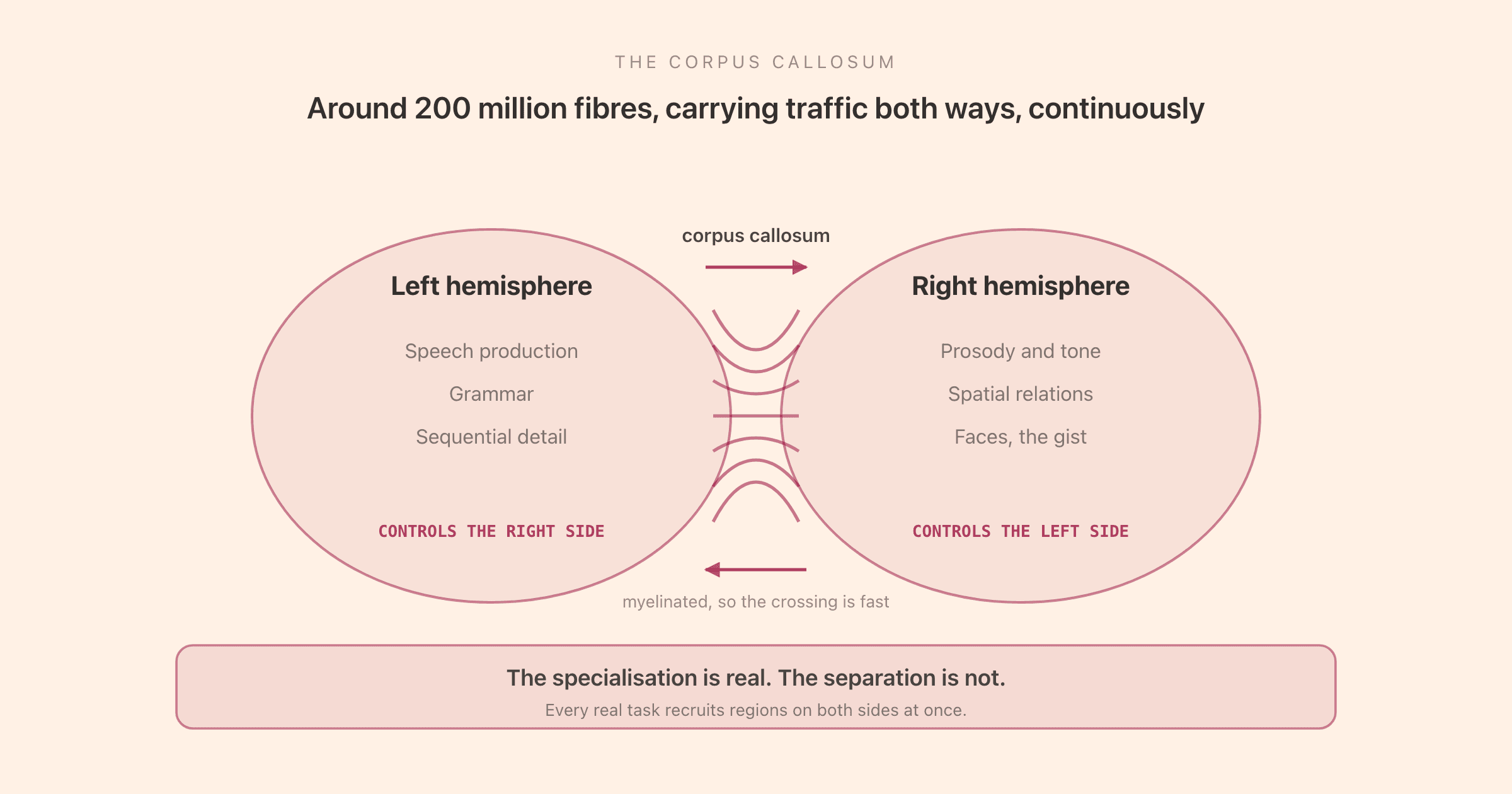 The corpus callosum as the bridge between hemispheres: around 200 million fibres carrying constant traffic in both directions, so that specialised regions on each side work as one integrated system