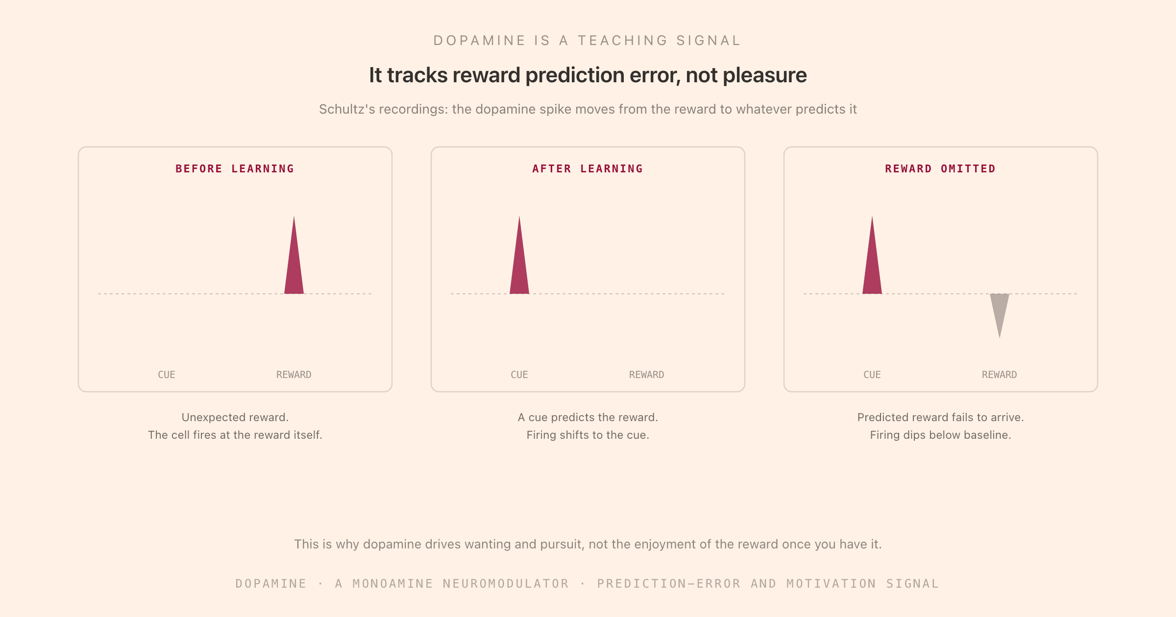 Three panels showing dopamine neuron firing as reward prediction error in Schultz's classic experiment: before learning the cell fires at an unexpected reward, after learning the firing shifts to the cue that predicts the reward, and when a predicted reward is omitted the firing dips below baseline, with a caption explaining that this is why dopamine drives wanting and pursuit rather than the enjoyment of the reward once you have it.