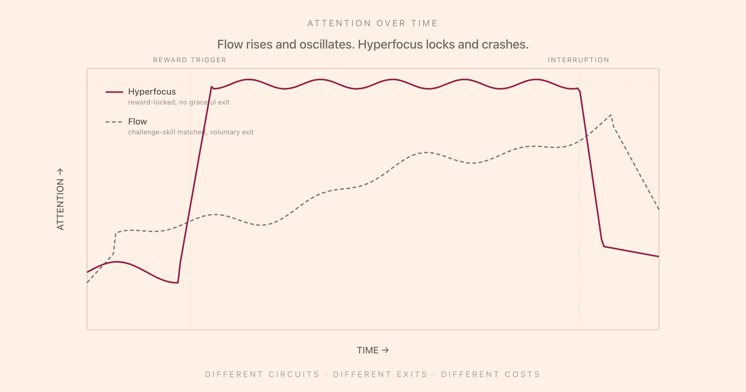 Two attention-over-time curves on a single chart: a hyperfocus curve that locks at near-maximum on a reward trigger and crashes vertically at an external interruption, and a flow curve that rises smoothly with challenge-skill match and exits voluntarily, illustrating that the two states have different circuits and different exits