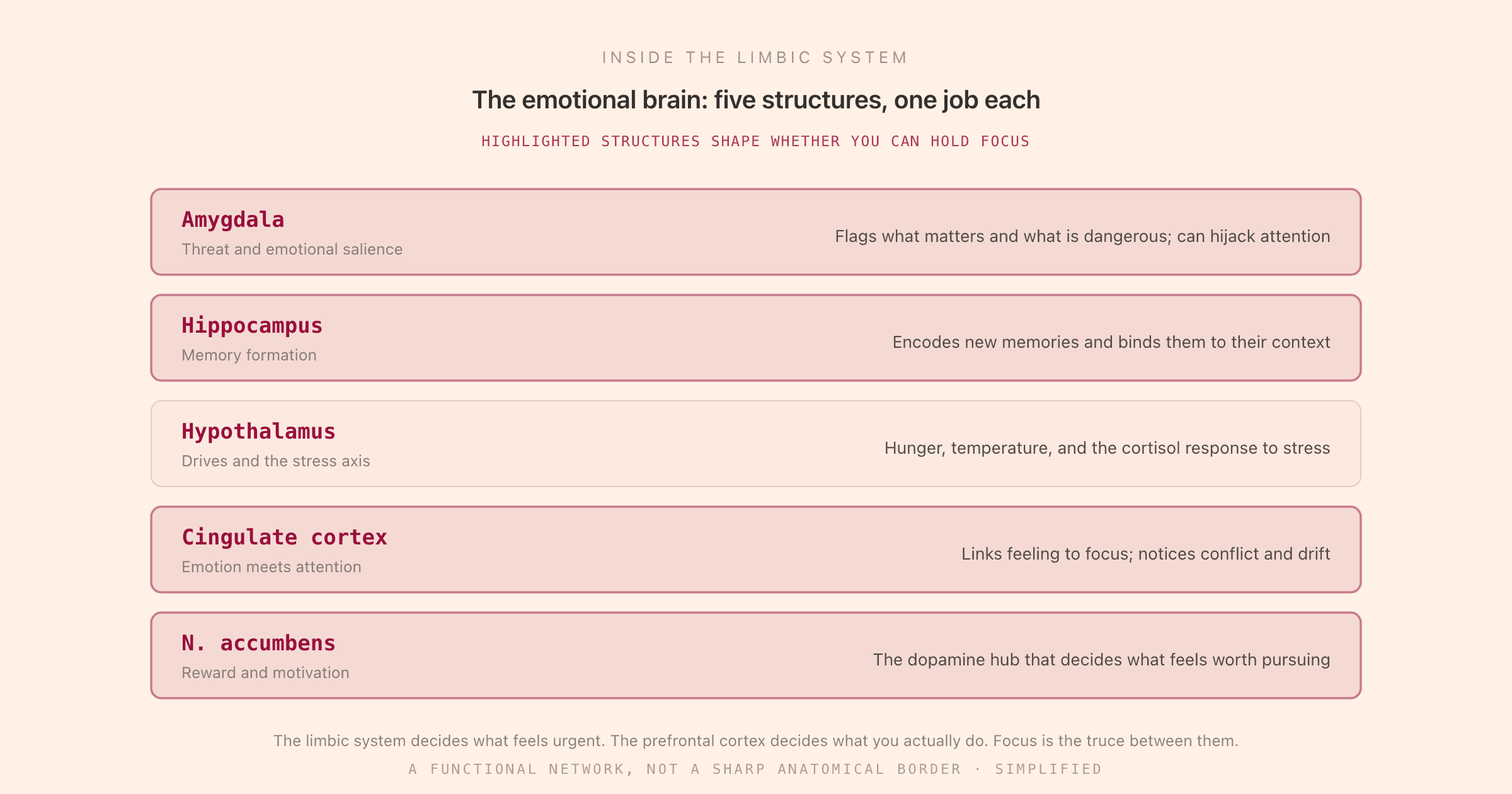 A map of the limbic system's five key structures (amygdala, hippocampus, hypothalamus, cingulate cortex, nucleus accumbens) and the role each plays