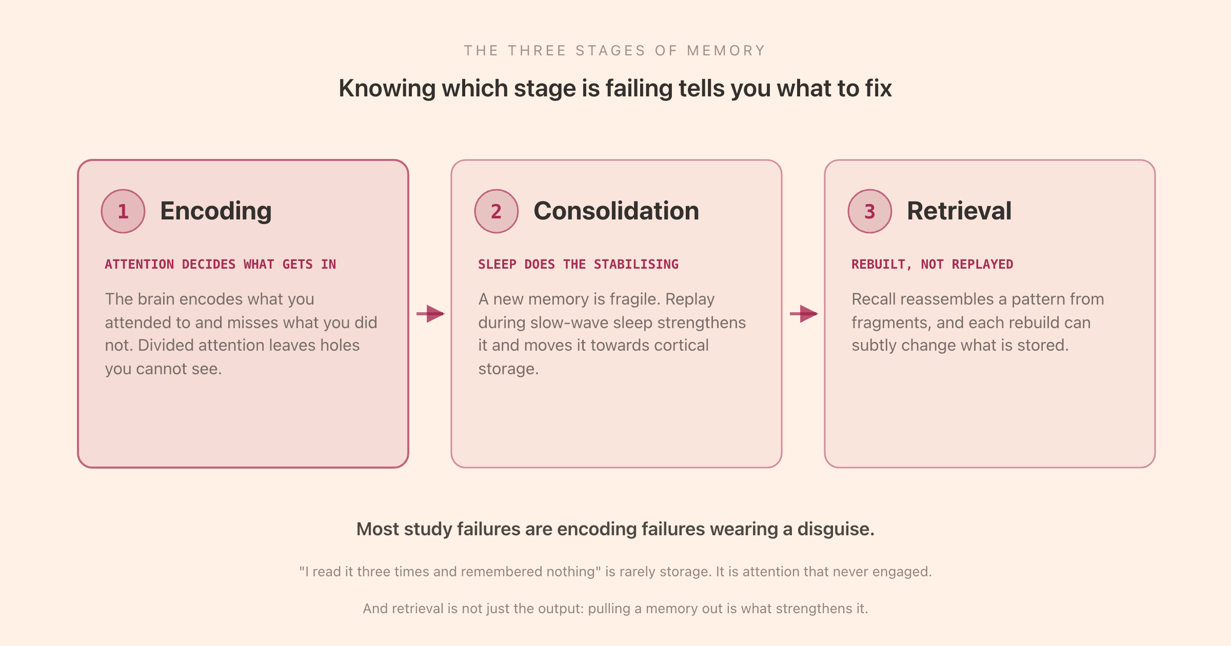 The three stages of memory: encoding, where attention decides what gets in, storage and consolidation, where sleep stabilises it, and retrieval, which reconstructs rather than replays