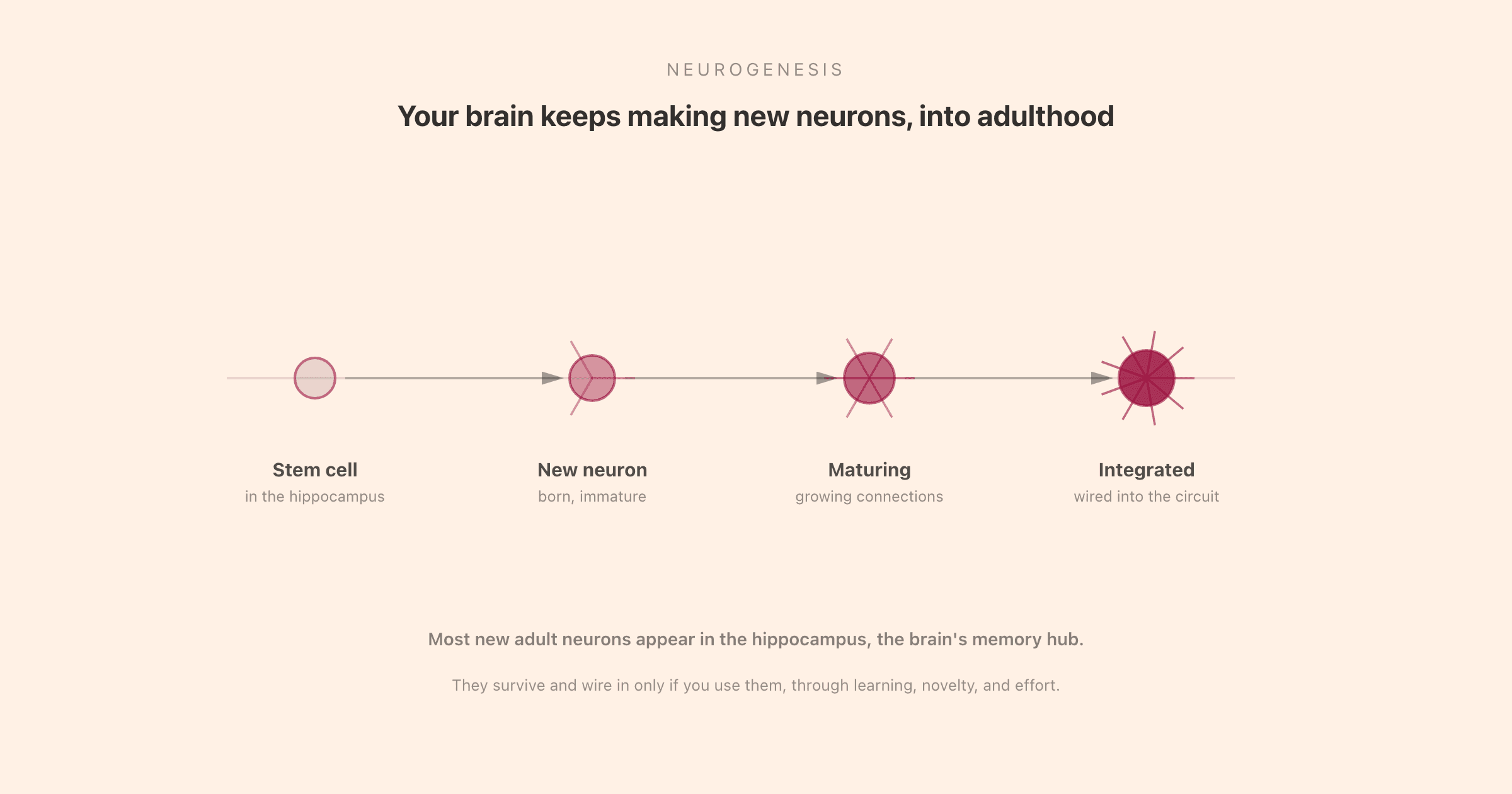 The stages of neurogenesis: a hippocampal stem cell becomes a new immature neuron, matures by growing connections, and integrates into the brain's circuitry