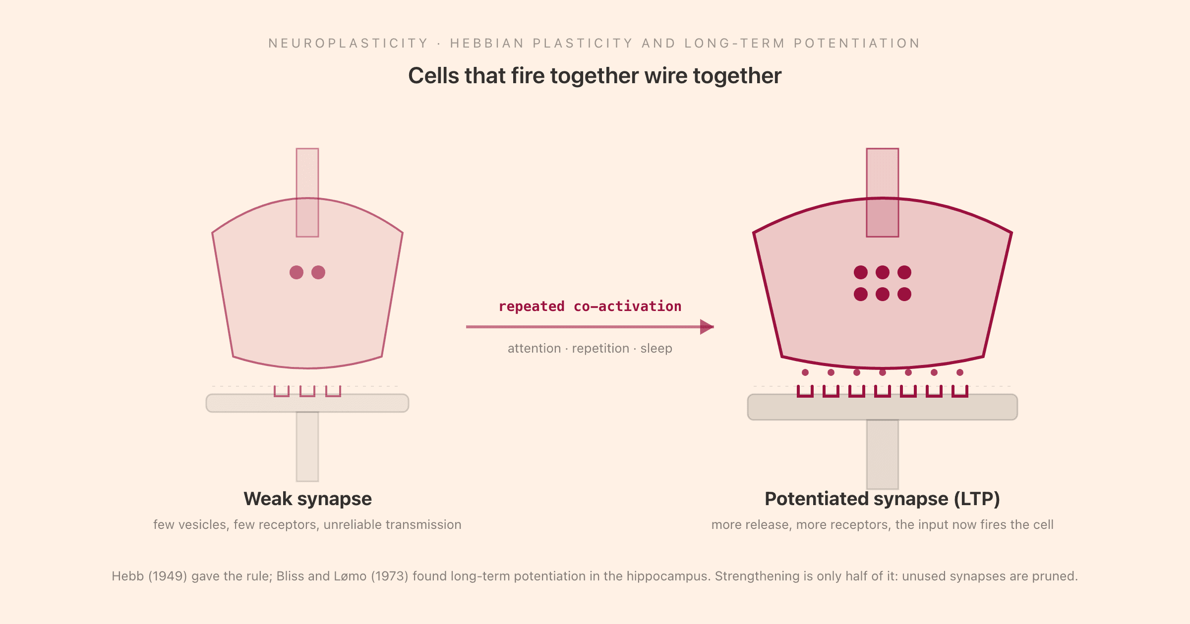 Hebbian plasticity and long-term potentiation shown as one synapse before and after repeated co-activation: a weak synapse on the left with few neurotransmitter vesicles and few post-synaptic receptors and unreliable transmission, and a potentiated synapse on the right with more vesicles, more receptors, and reliable firing of the downstream cell, joined by an arrow labelled repeated co-activation, attention, repetition, and sleep, with a note that Hebb gave the rule in 1949 and Bliss and Lomo found long-term potentiation in the hippocampus in 1973 and that unused synapses are pruned
