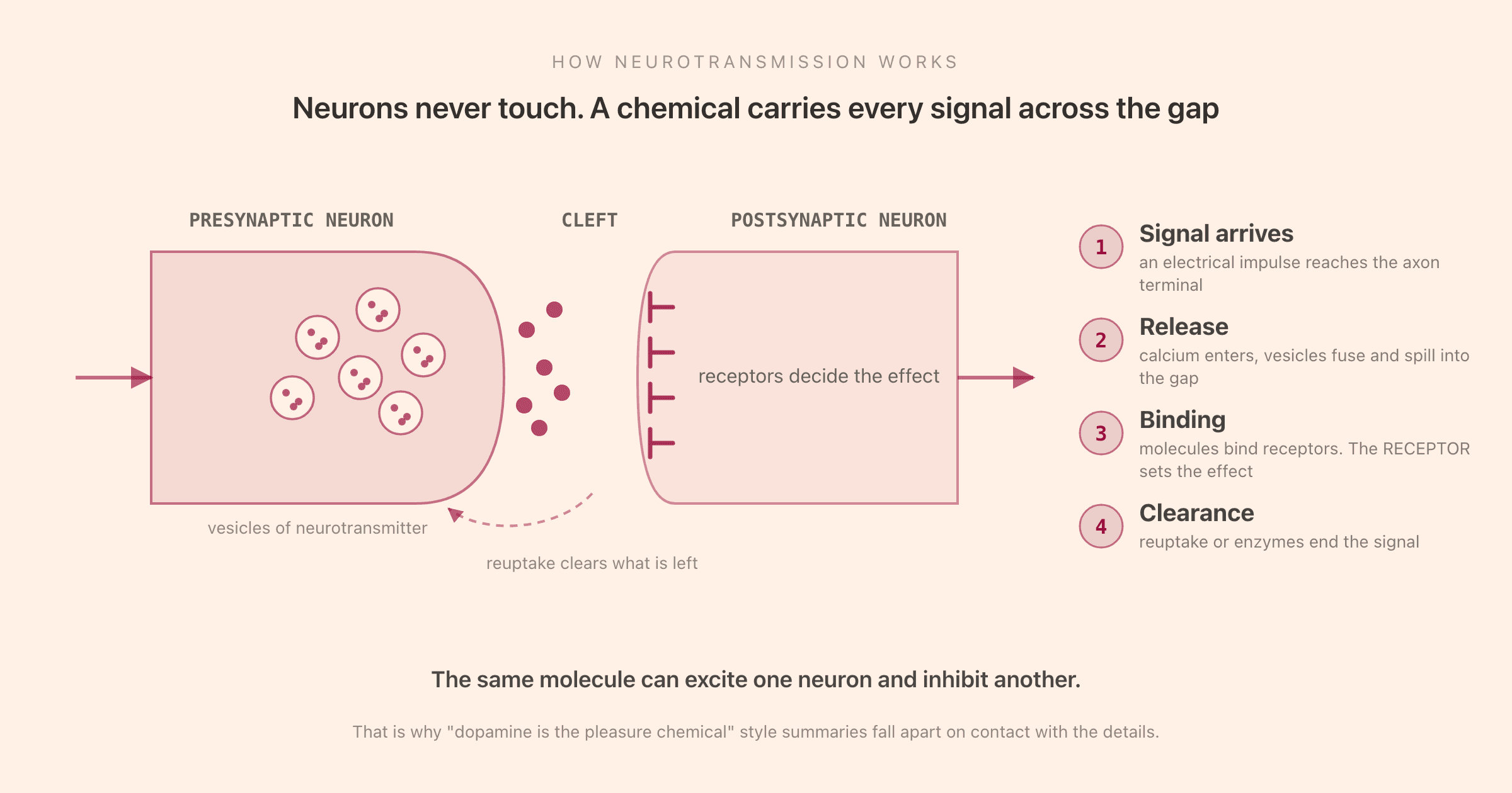 How neurotransmission works: an electrical signal reaches the axon terminal, vesicles release neurotransmitter into the synaptic cleft, molecules bind to receptors on the next neuron, and the remainder is cleared by reuptake or enzymes