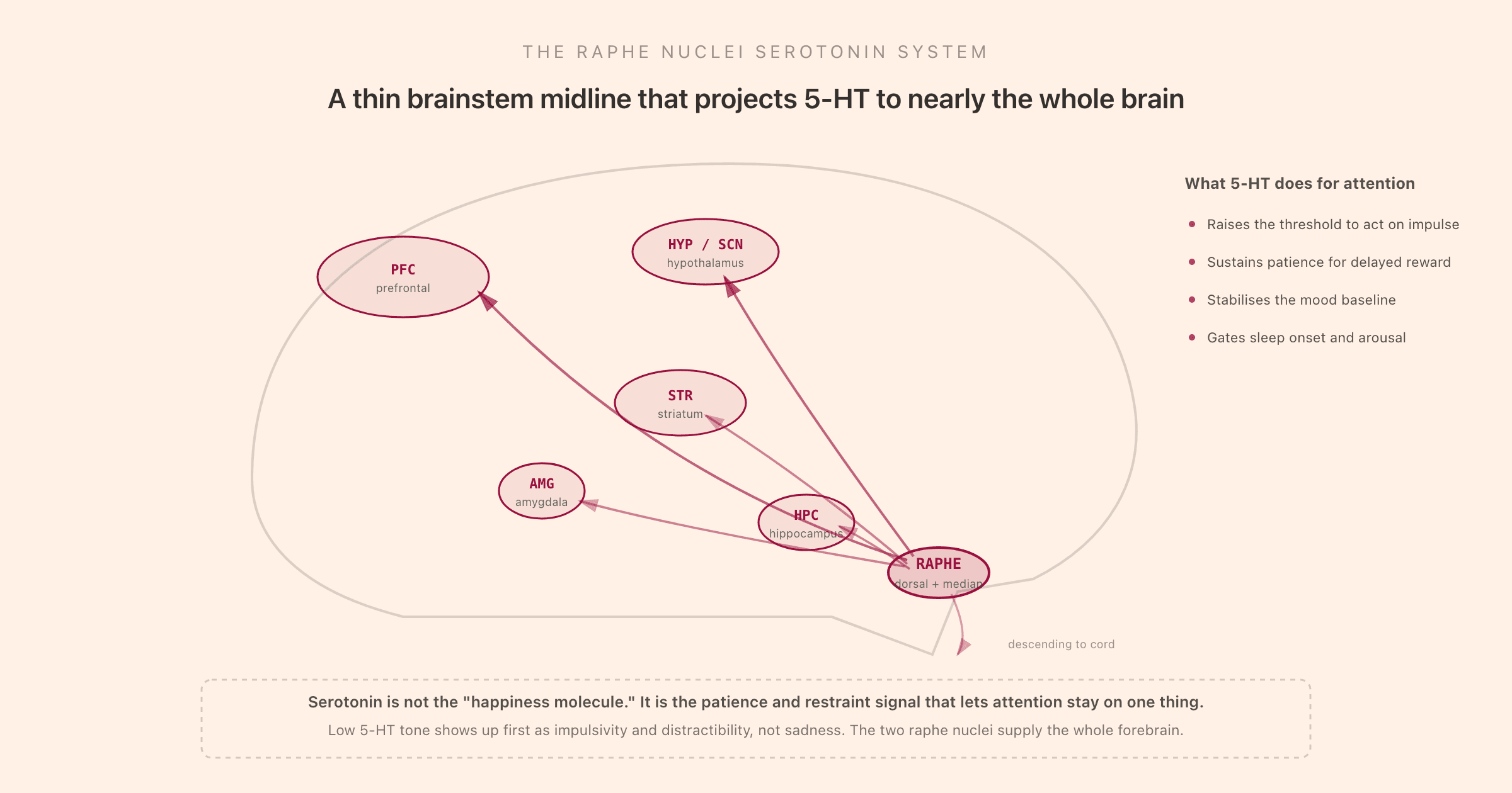 The raphe nuclei serotonin system drawn over a simplified lateral brain outline: two small midline brainstem nuclei labelled RAPHE (dorsal and median) send ascending 5-HT projections fanning out to the prefrontal cortex, striatum, amygdala, hippocampus, and hypothalamus with its suprachiasmatic nucleus, plus a single descending projection to the spinal cord, with a side panel listing what serotonin does for attention (raises the threshold to act on impulse, sustains patience for delayed reward, stabilises the mood baseline, gates sleep onset and arousal) and a footer noting that serotonin is not the happiness molecule but the patience and restraint signal that lets attention stay on one thing, and that low 5-HT tone shows up first as impulsivity and distractibility rather than sadness