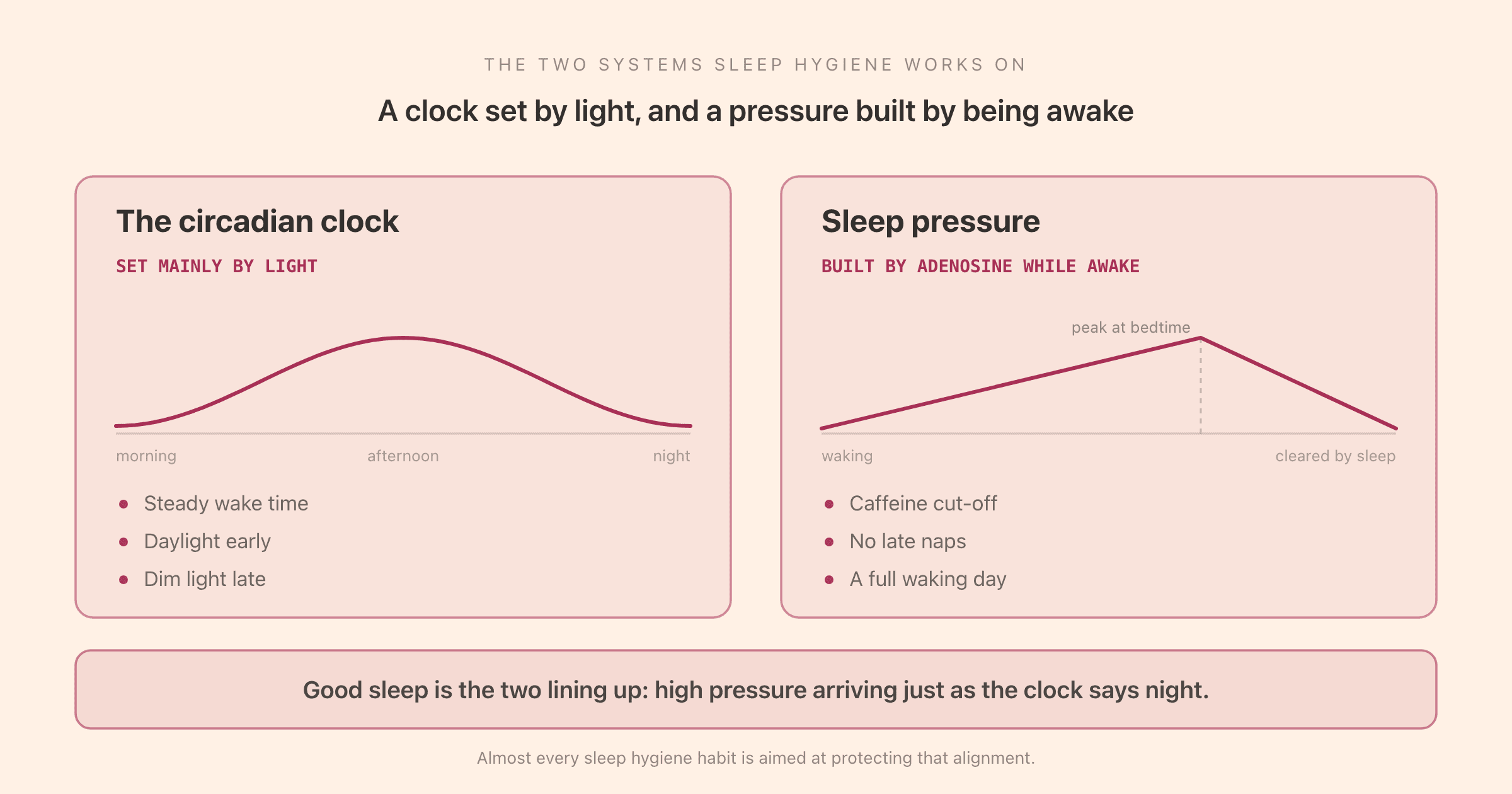 The two systems sleep hygiene works on: the circadian clock, set mainly by light, and sleep pressure, built by adenosine through the waking day, with the habits that support each one