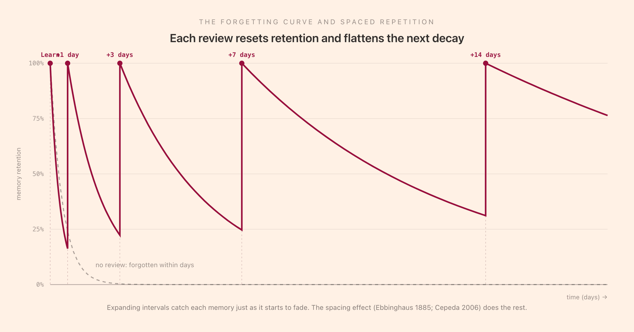 The Ebbinghaus forgetting curve with spaced-repetition review boosts: a dashed faint curve shows memory decaying to near zero within days when there is no review, while a solid line shows retention reset to 100 percent at each review (Learn, then +1 day, +3 days, +7 days, +14 days at expanding intervals), with each successive decay slope flatter than the last, illustrating that every successful review both restores retention and slows the next round of forgetting
