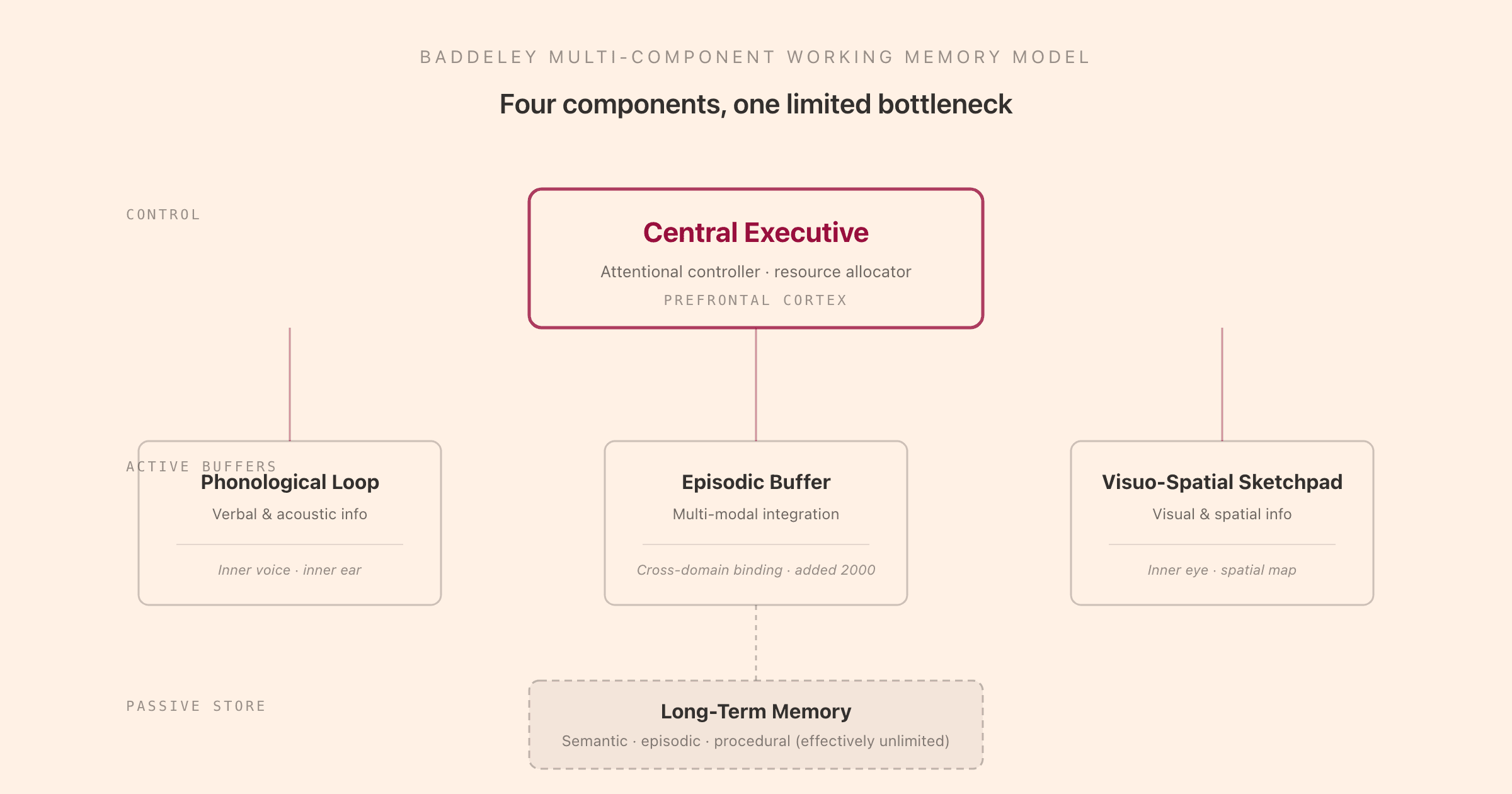 Baddeley multi-component working memory model: a central executive at the top governing three active buffers (phonological loop, episodic buffer, visuo-spatial sketchpad) above a long-term memory store, with the central executive labelled as the attentional controller located in the prefrontal cortex