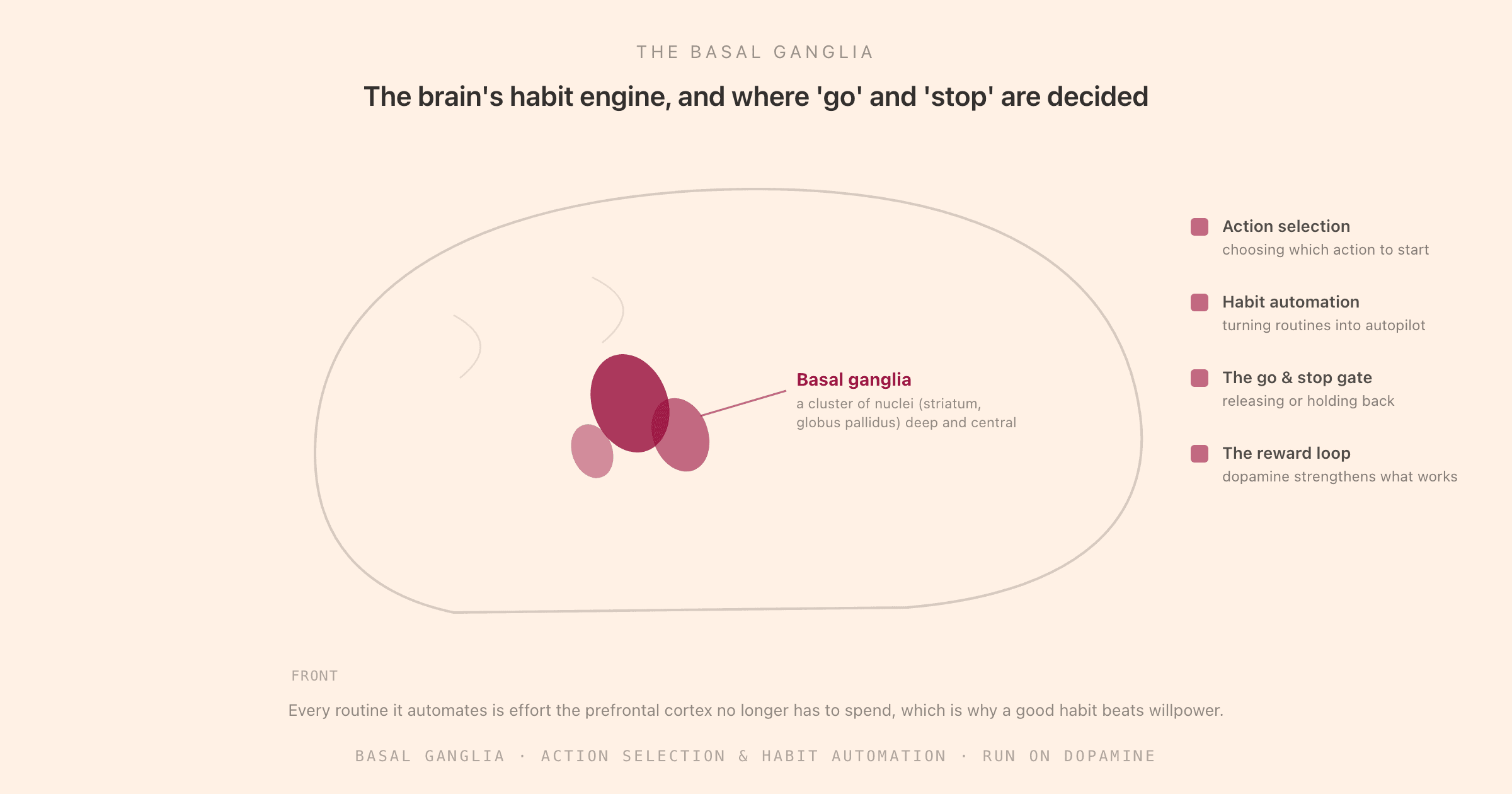 A simplified view of the brain with the basal ganglia highlighted as a cluster of structures deep beneath the cortex, alongside four of its jobs: action selection (choosing which action to start), habit automation (turning repeated actions into routines), the go and stop gate (releasing or holding back movement), and the dopamine-driven reward loop that strengthens what works, with a note that automating a routine frees the prefrontal cortex for focus.