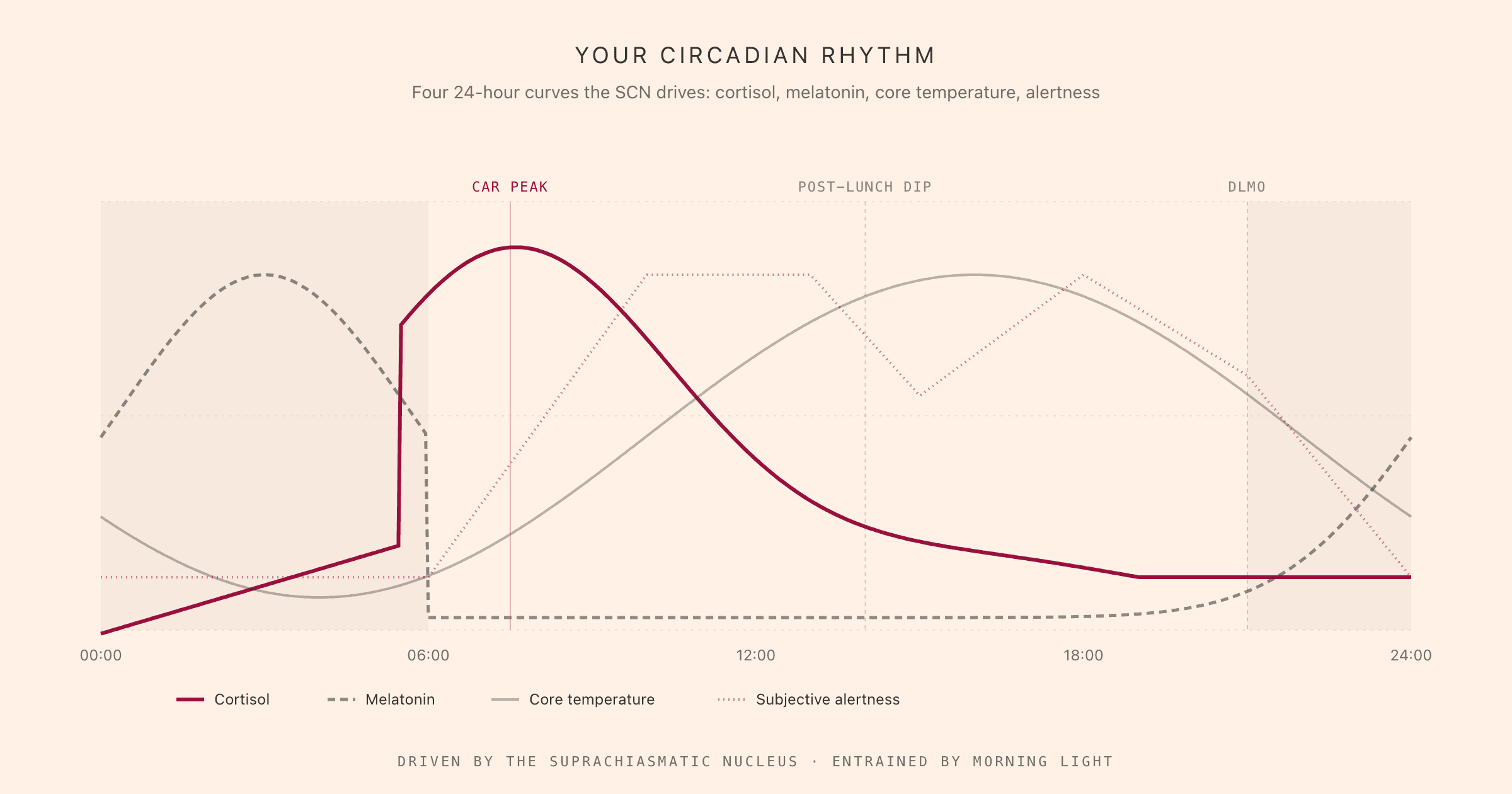 Four 24-hour circadian curves driven by the suprachiasmatic nucleus: cortisol rising sharply through the cortisol awakening response after waking, melatonin rising in the evening and peaking in the early morning, core body temperature low in early morning and peaking around 18:00, and subjective alertness ramping up by mid-morning, dipping at the post-lunch dip around 14:00, recovering for a second peak around 17:00, and dropping into the evening as dim-light melatonin onset arrives