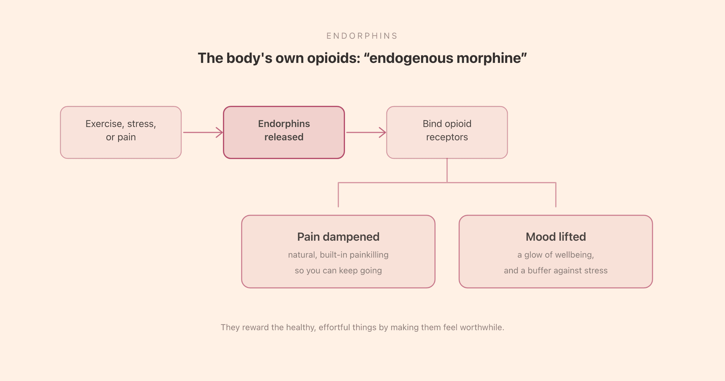 How endorphins work: released in response to exercise, stress, or pain, they bind to the same receptors as opioid drugs, dampening pain signals and producing a lift in mood