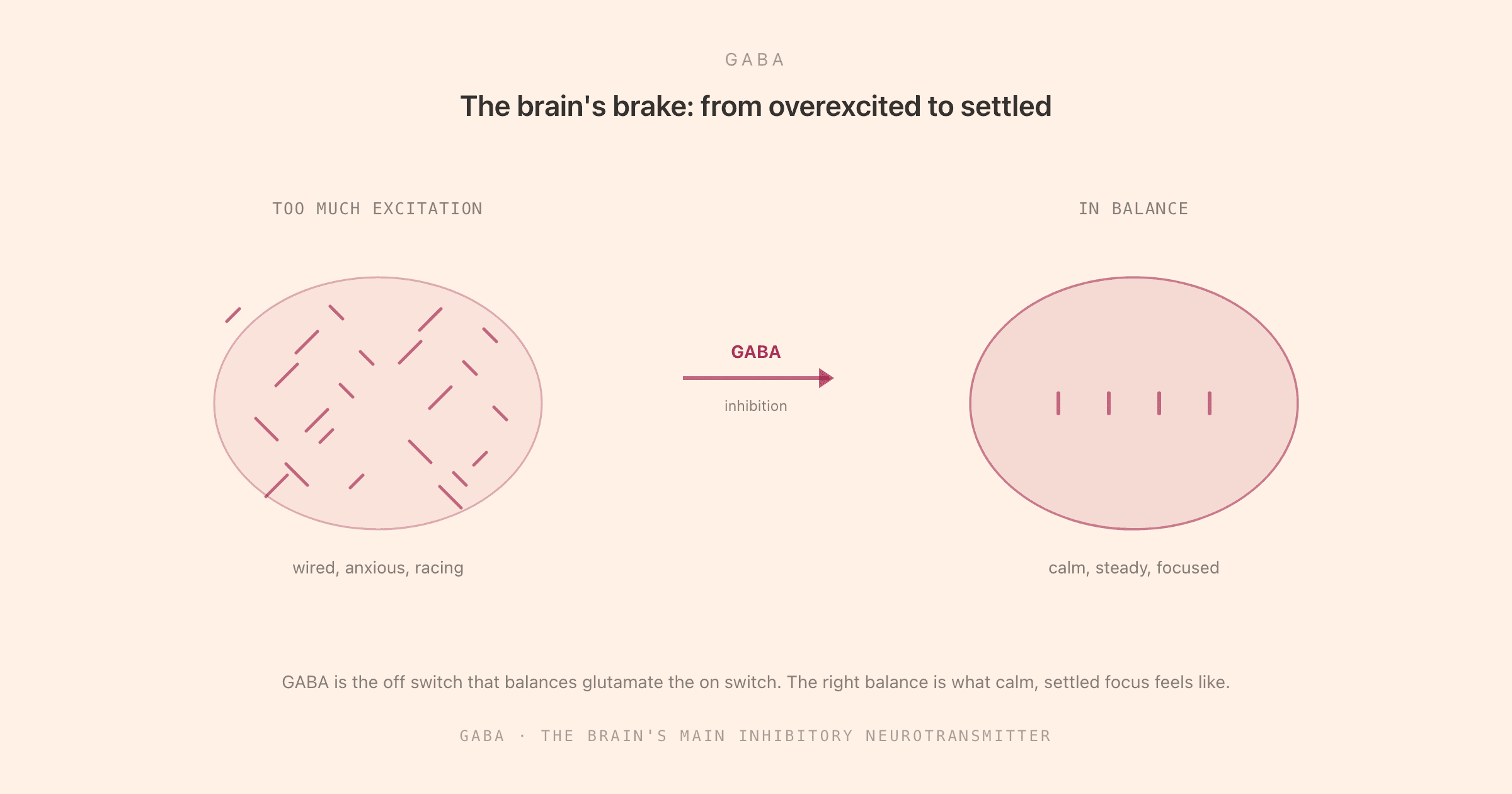 GABA shown as the brain's brake: an overexcited, noisy brain on one side being quietened into a calm, steady state by GABA, the main inhibitory neurotransmitter, with a note that GABA is the off switch that balances glutamate the on switch, and that the right balance is what feels like calm, settled focus.