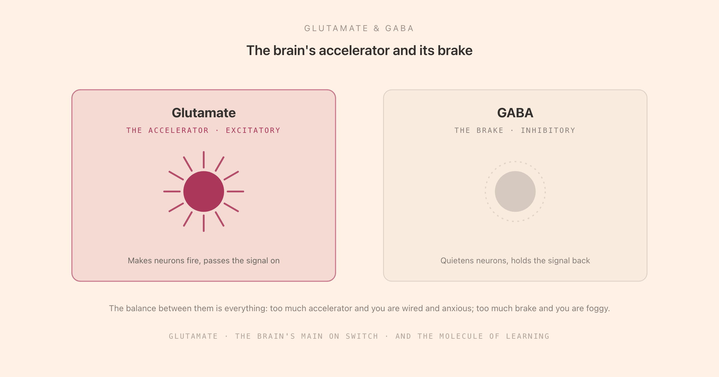 The brain's excitation-inhibition balance shown as an accelerator and a brake: glutamate, the main excitatory neurotransmitter, presses the accelerator and makes neurons fire; GABA, the main inhibitory neurotransmitter, applies the brake and quietens them, with a note that the two together keep the brain balanced, and that glutamate is the on switch behind learning and memory.