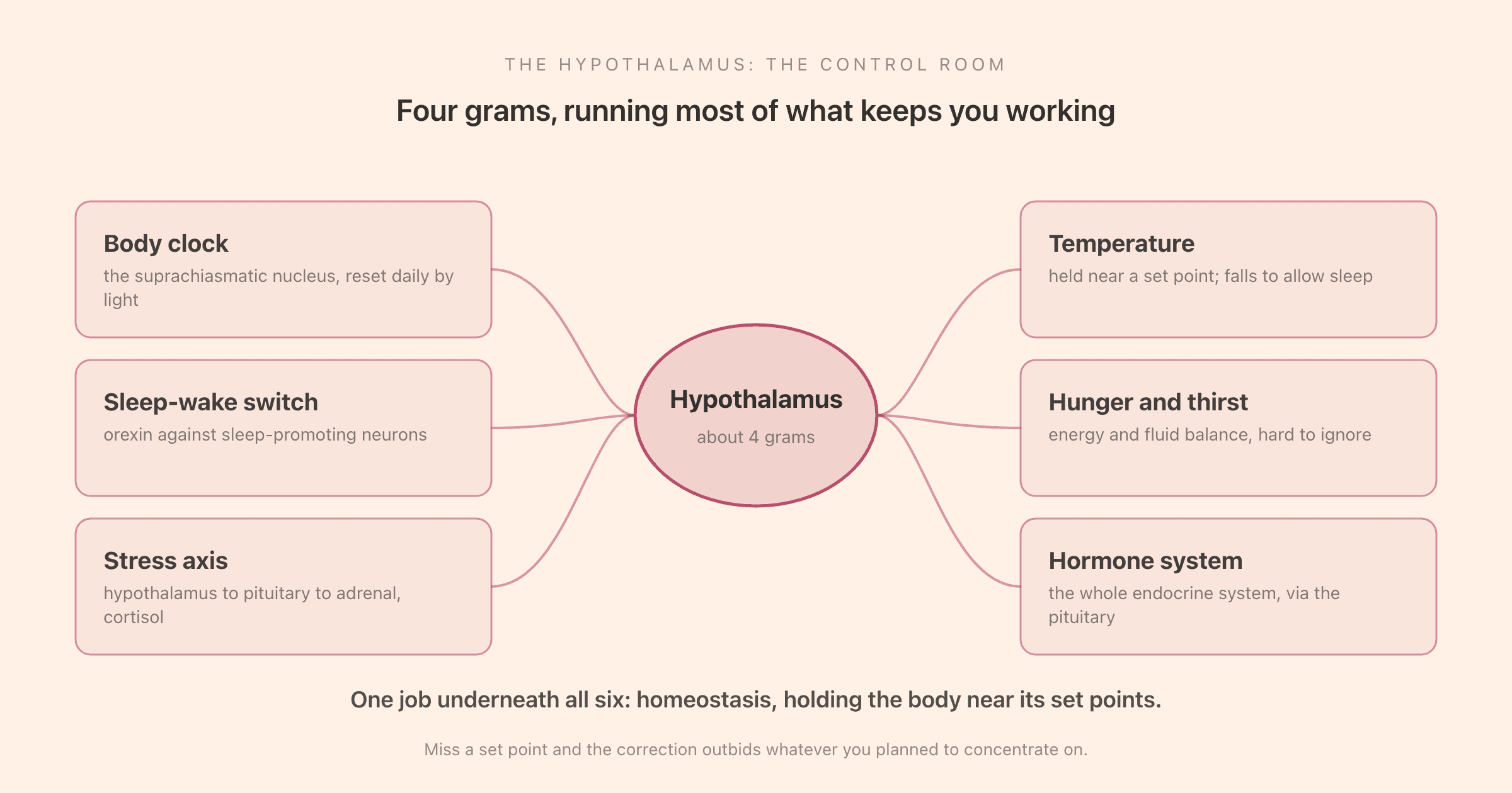 The hypothalamus as a control room: a small region regulating the body clock, the sleep-wake switch, the stress axis, temperature, hunger and thirst, and the hormone system through the pituitary gland