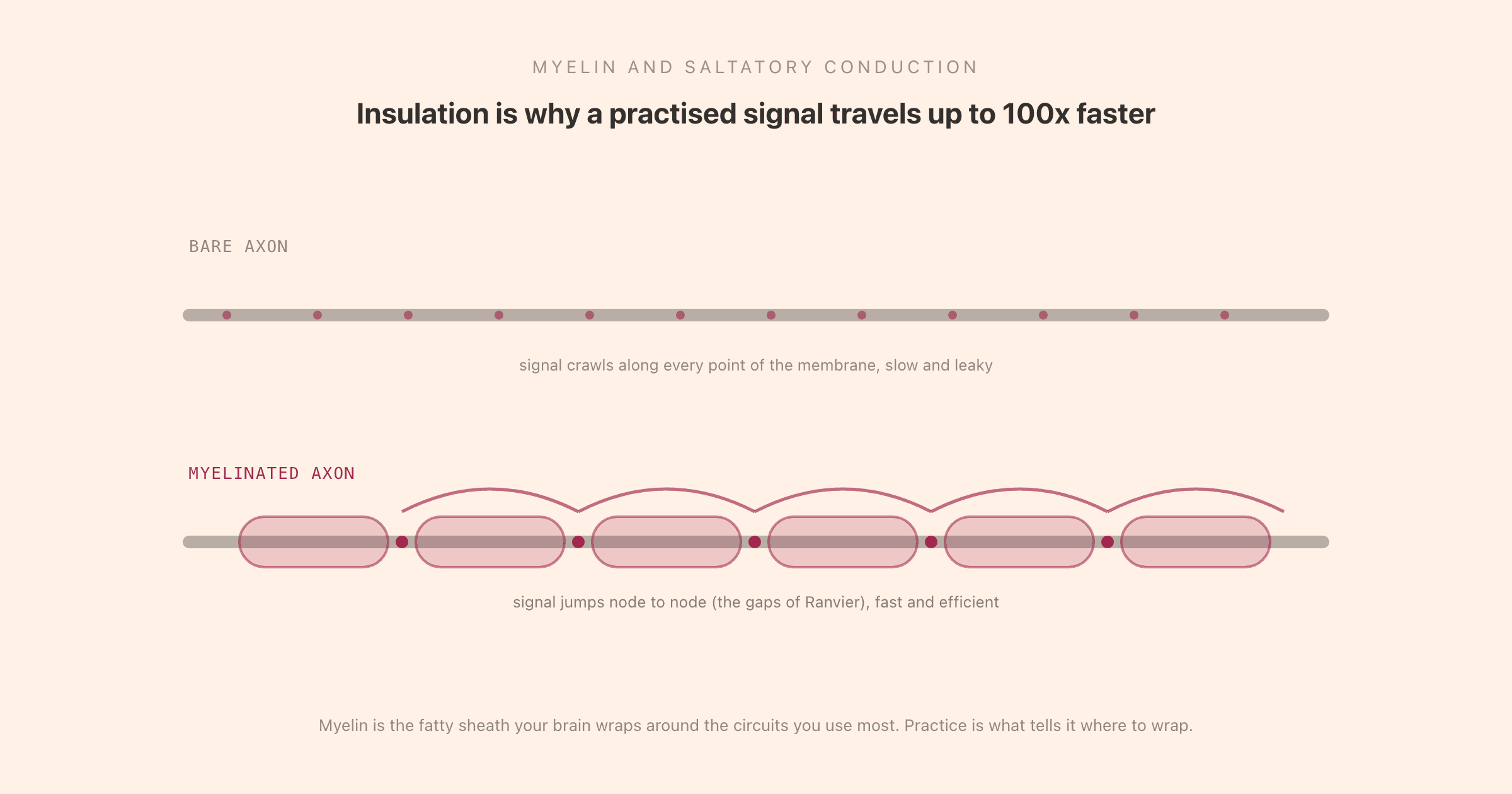 A bare axon where the signal crawls slowly along the membrane versus a myelinated axon where the signal jumps node to node, up to 100 times faster