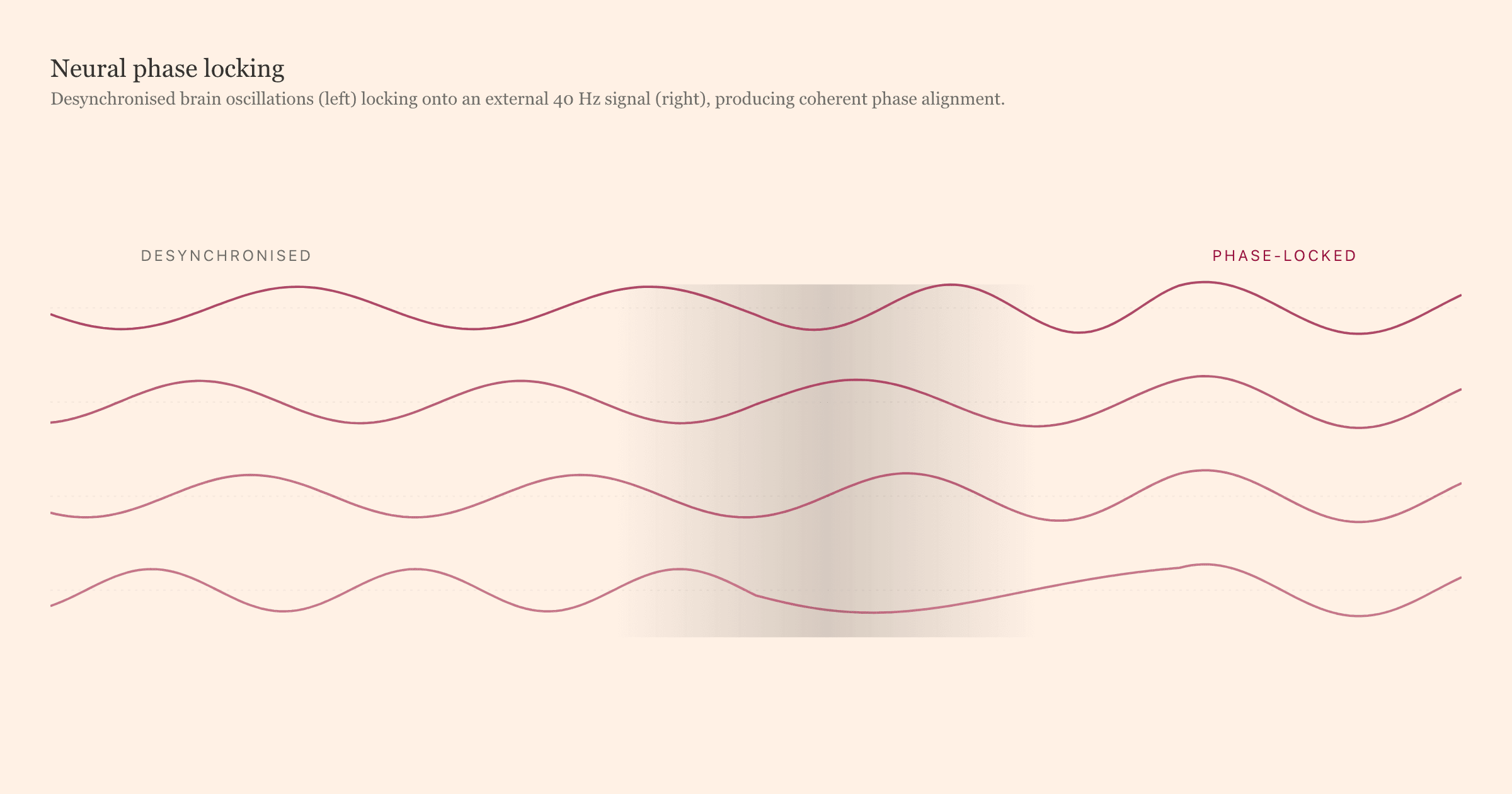 Four brainwave traces transitioning from desynchronised to phase-locked with an external 40 Hz signal.