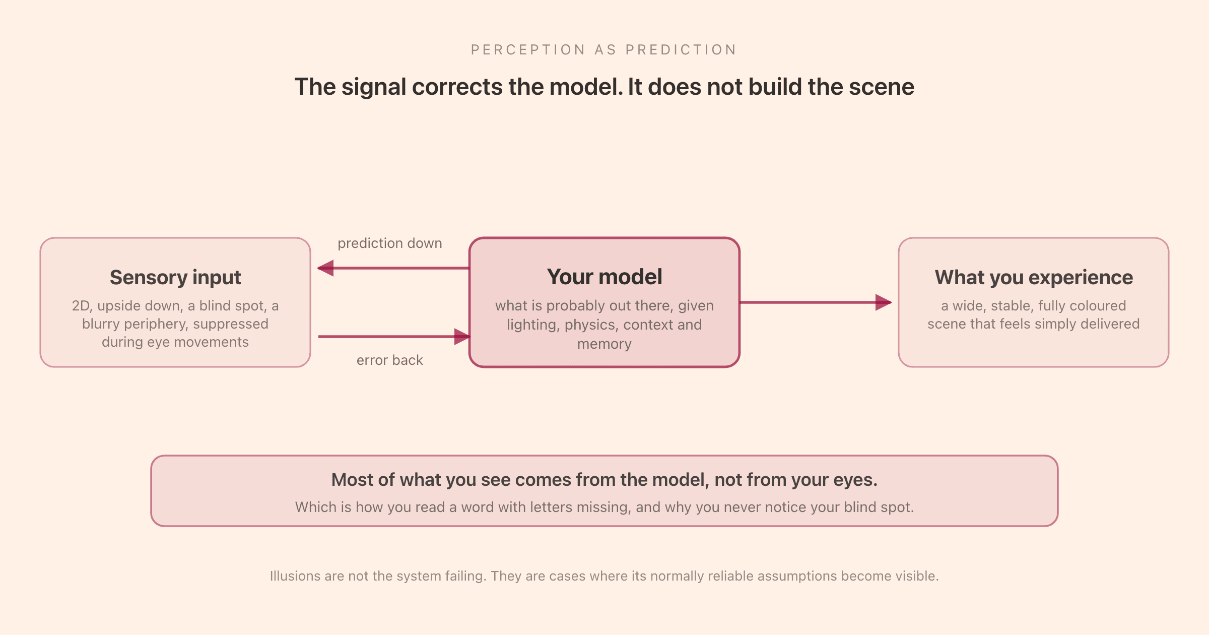 Perception as a prediction: the brain generates a model of what is probably out there and uses incoming sensory data mainly to correct it, rather than building the scene up from raw signals
