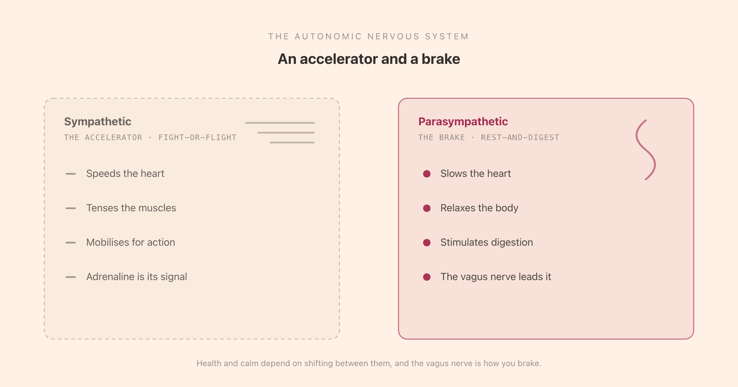 The autonomic nervous system as an accelerator and a brake: the sympathetic system with adrenaline speeds the body up for fight-or-flight, while the parasympathetic system led by the vagus nerve slows it down for rest, digestion, and recovery