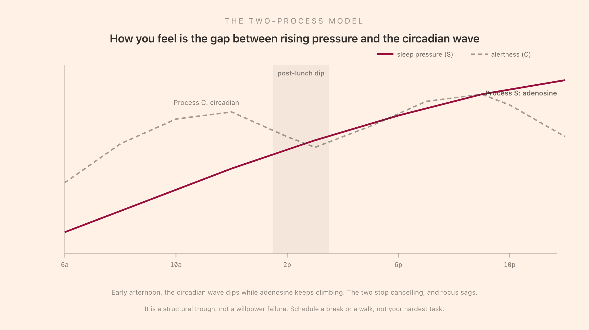The two-process model: a rising adenosine sleep-pressure line and a wave-shaped circadian alertness line, with the early-afternoon post-lunch dip highlighted where the two converge
