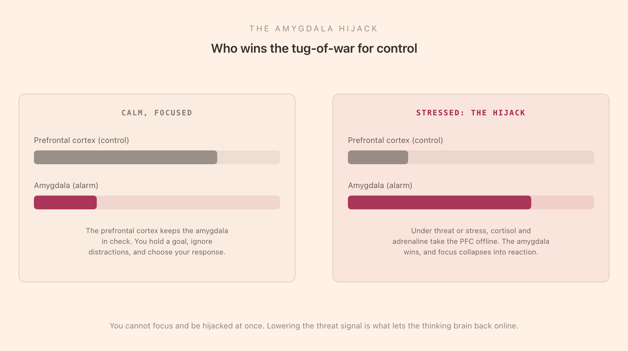 A two-panel comparison of the amygdala hijack: in the calm focused state the prefrontal cortex control bar is long and the amygdala alarm bar short, so you can hold a goal and choose your response; in the stressed hijack state the amygdala bar is long and the prefrontal control bar short, so focus collapses into reaction.