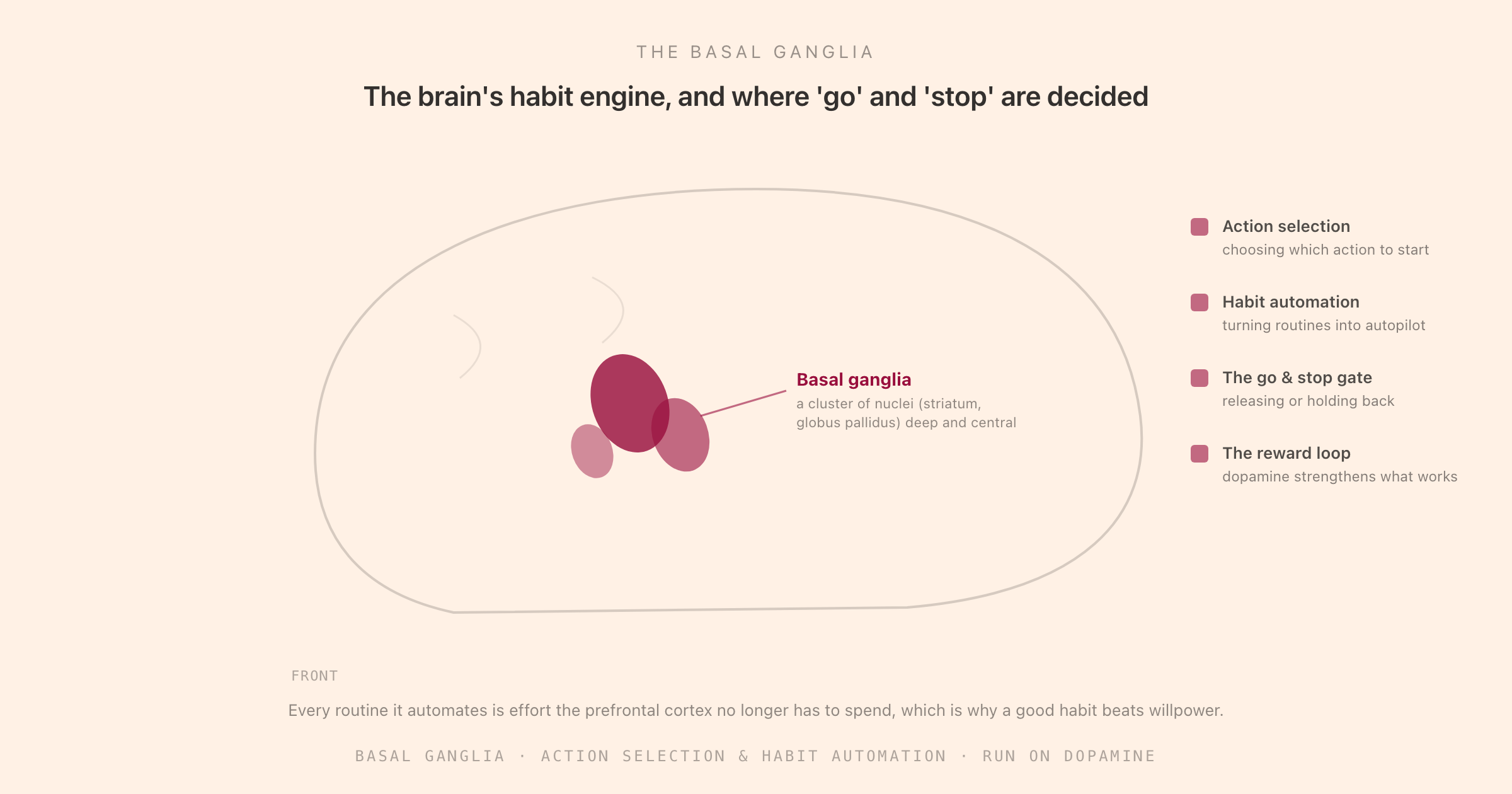 A view of the brain with the basal ganglia highlighted deep beneath the cortex, alongside its core jobs: action selection, habit automation, the go and stop gate, and the dopamine reward loop