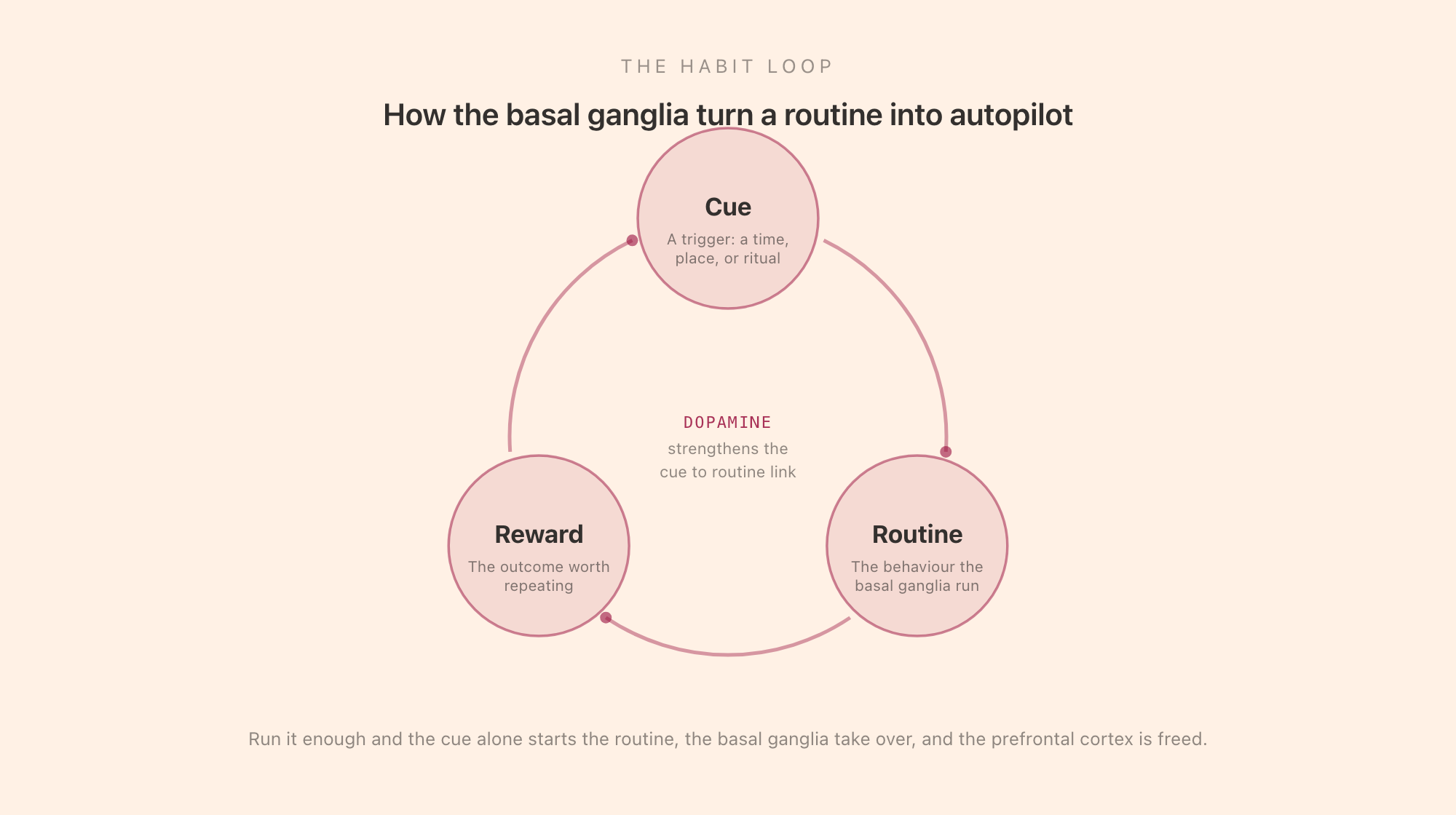 The habit loop shown as a cycle: a cue triggers a routine, the routine produces a reward, and a dopamine signal strengthens the cue-to-routine link, with a note that once the loop is automated the basal ganglia run it and the prefrontal cortex is freed for other work.