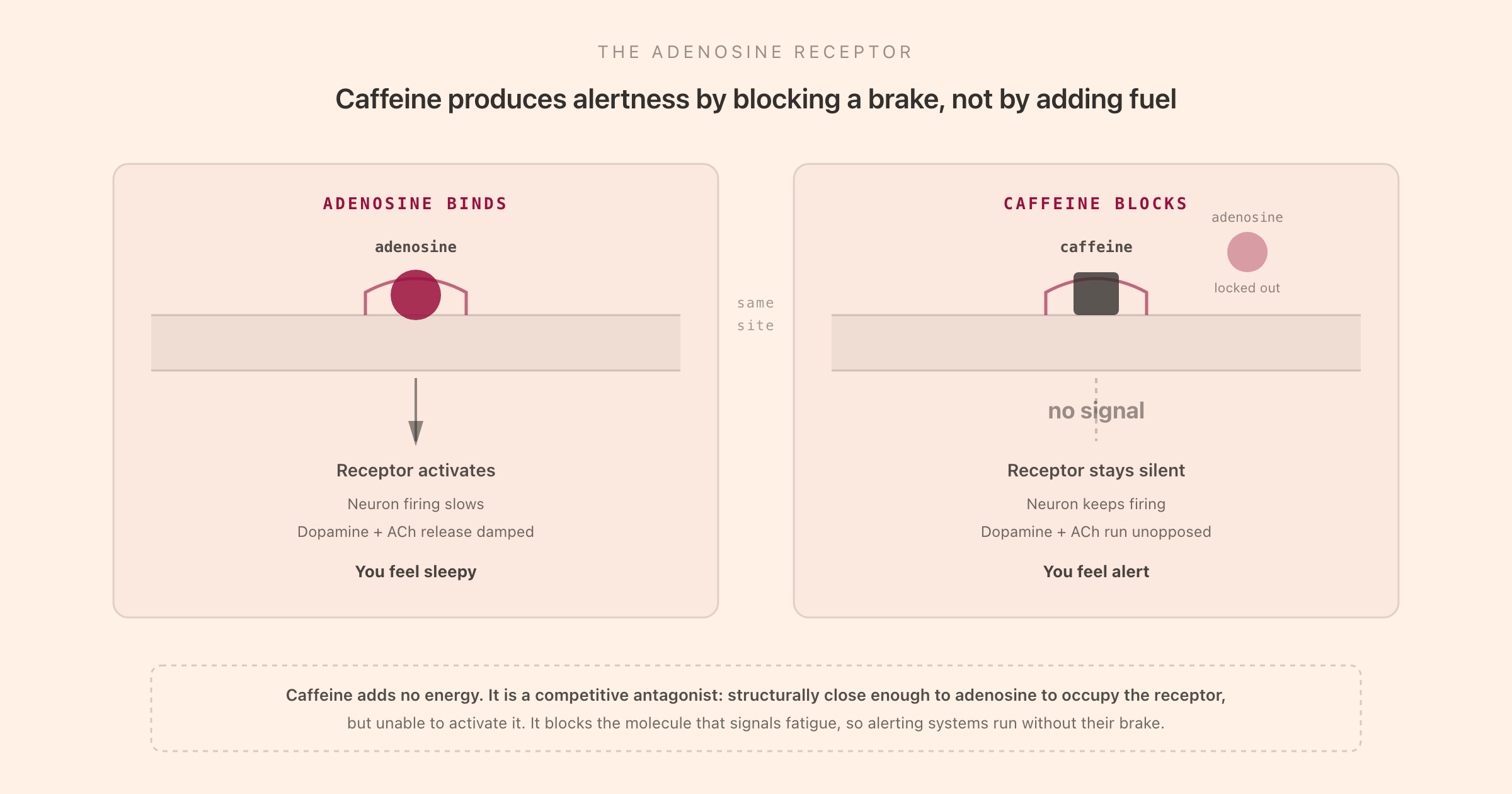 A two-panel schematic of the adenosine receptor. On the left, adenosine binds the receptor, the neuron slows, and you feel sleepy. On the right, caffeine occupies the same receptor without activating it, adenosine is locked out, the neuron keeps firing, and you feel alert.
