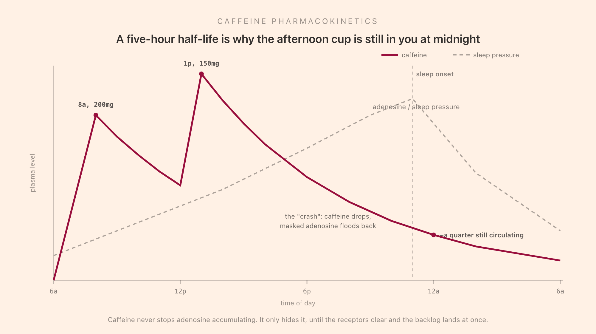 A caffeine pharmacokinetics chart across a 24-hour day from 6am, showing a two-dose sawtooth: an 8am 200mg dose and a 1pm 150mg dose each peaking and then decaying with a five-hour half-life, so that roughly a quarter of the afternoon dose is still circulating at sleep onset around 11pm. A dashed line shows adenosine and sleep pressure rising across the waking day and clearing during sleep, with the afternoon crash marked where caffeine drops and masked adenosine floods back.