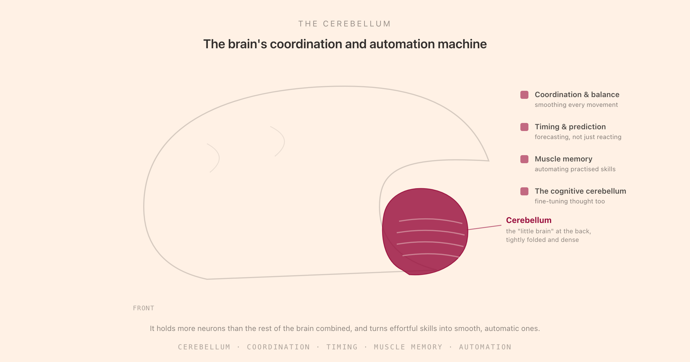 A view of the brain with the cerebellum highlighted as the folded structure at the lower back, alongside its core jobs: coordination and balance, timing and prediction, muscle memory and skill automation, and the cognitive cerebellum
