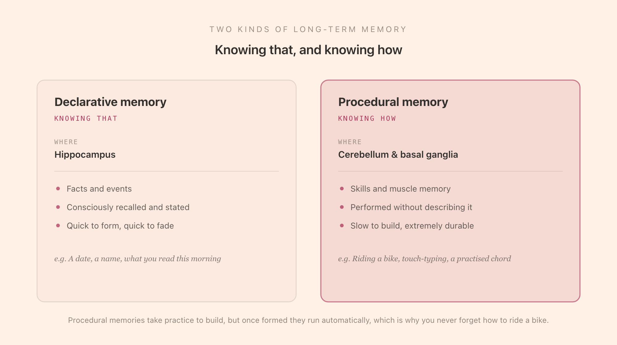 A two-system view of memory: declarative memory, the knowing-that of facts and events, handled by the hippocampus, on one side; and procedural memory, the knowing-how of skills and muscle memory, handled by the cerebellum and basal ganglia, on the other, with a note that procedural memories run automatically and are extremely durable once formed.