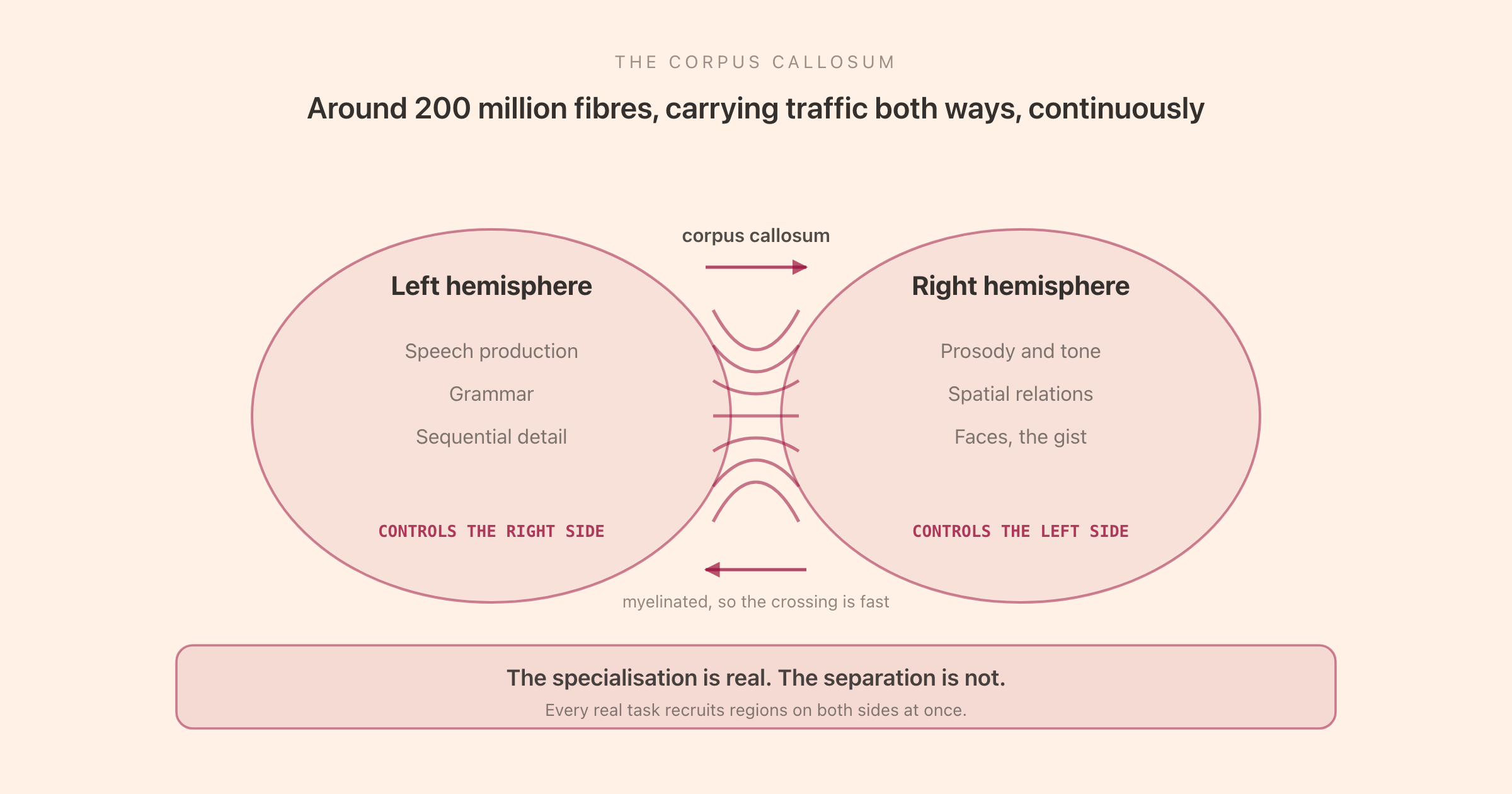 The corpus callosum as the bridge between hemispheres: around 200 million fibres carrying constant traffic in both directions, so that specialised regions on each side work as one integrated system
