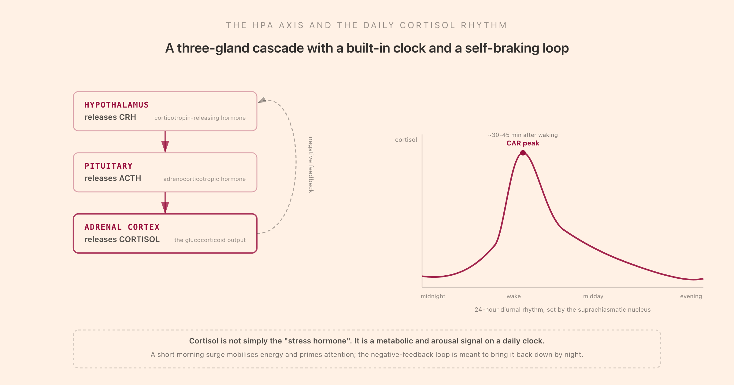 The HPA axis drawn as a three-gland cascade from hypothalamus to pituitary to adrenal cortex with a negative-feedback loop, beside a 24-hour diurnal cortisol curve that spikes to a cortisol-awakening-response peak shortly after waking and declines through the day