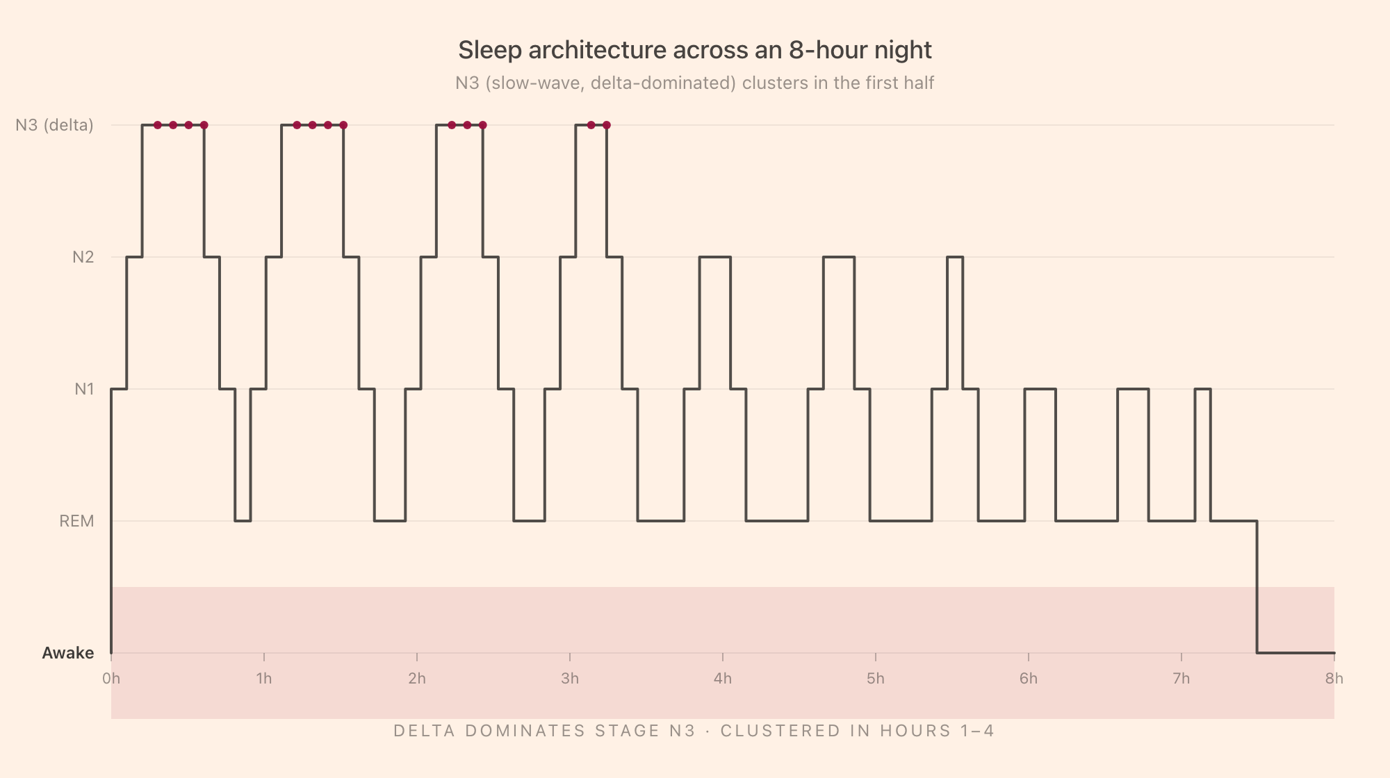A hypnogram showing the four sleep stages across an 8-hour night. Slow-wave sleep marked N3 (delta-dominated) clusters in the first three sleep cycles. The second half of the night is dominated by REM and lighter N2 stages.