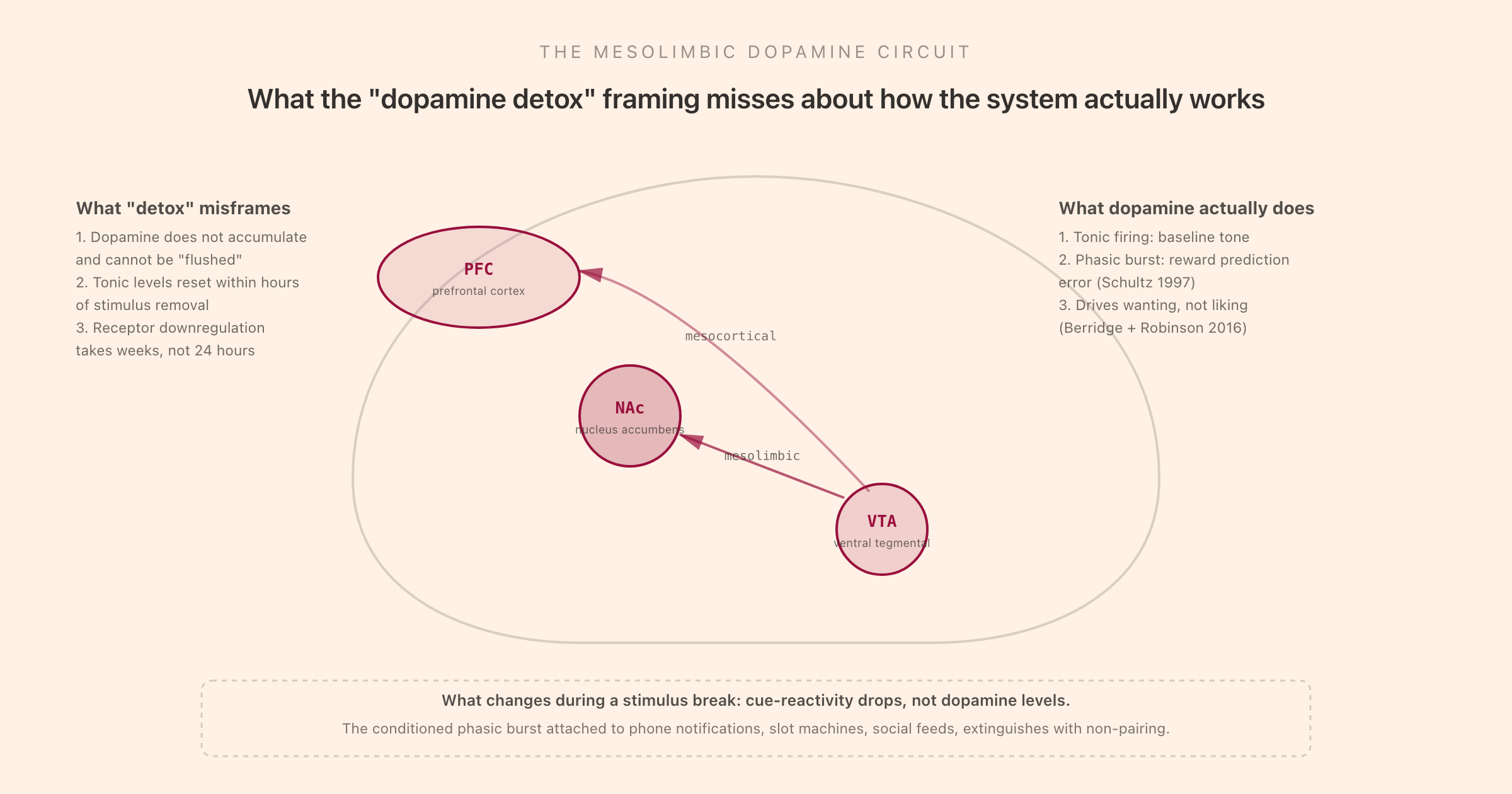 The mesolimbic dopamine circuit showing the VTA to nucleus accumbens to prefrontal cortex pathways with annotations on what dopamine actually does and what the detox framing misses