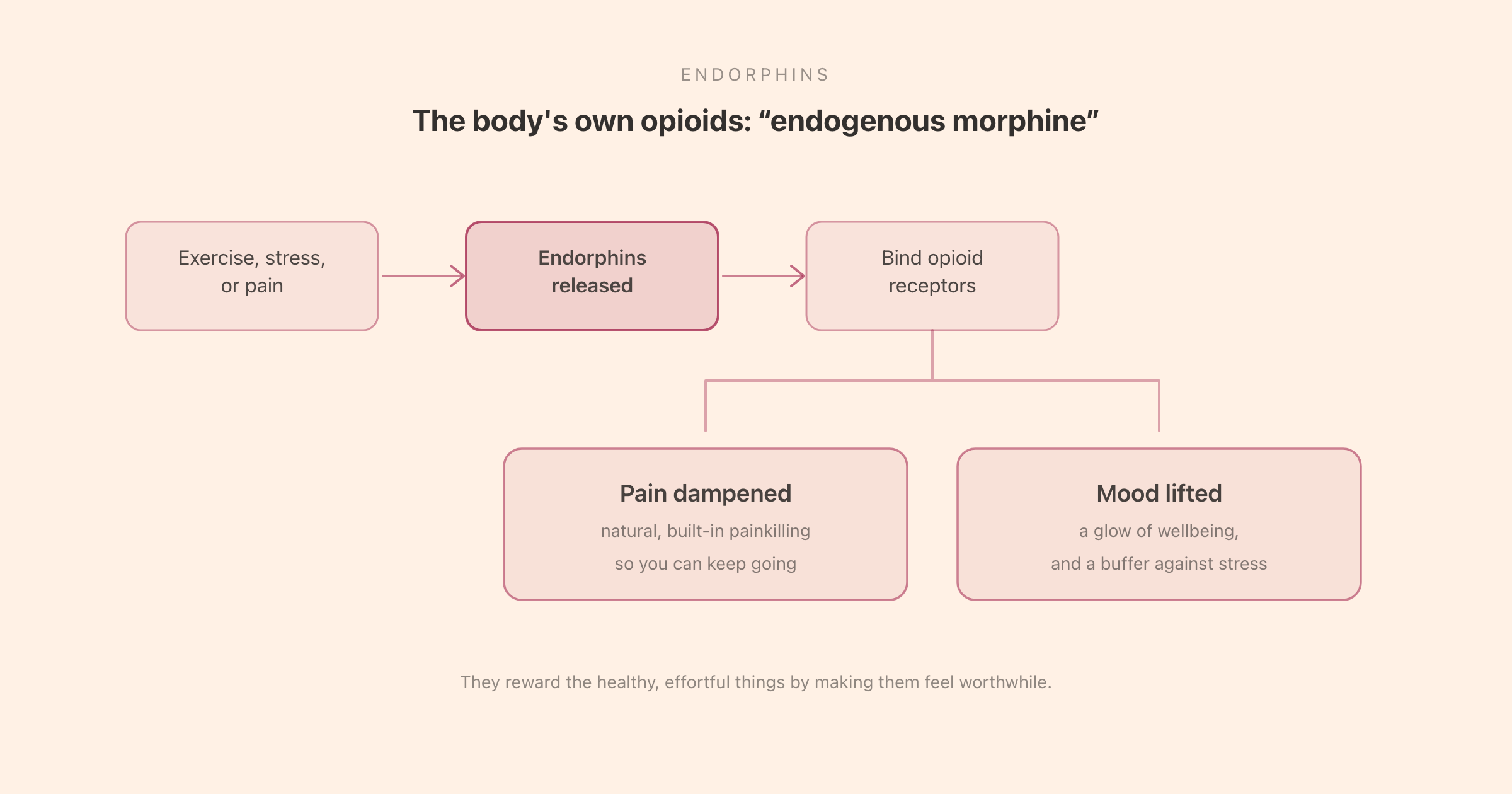 How endorphins work: released in response to exercise, stress, or pain, they bind to the same receptors as opioid drugs, dampening pain signals and producing a lift in mood