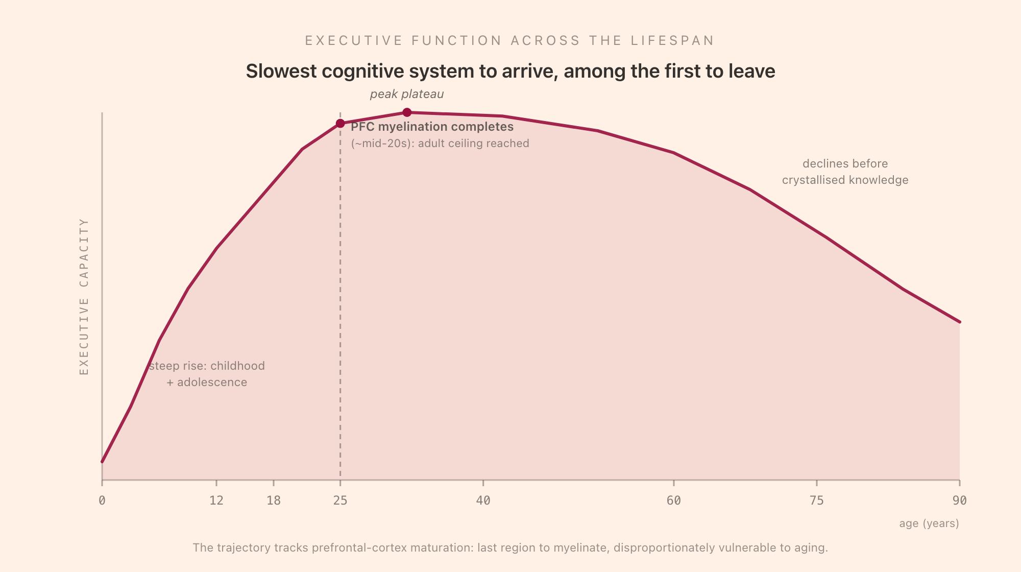 Executive function lifespan trajectory: a curve rising steeply through childhood, continuing to climb through adolescence as the prefrontal cortex myelinates, peaking in the twenties to thirties, holding a long plateau, then declining gradually from around sixty, annotated with PFC myelination completing in the mid-twenties