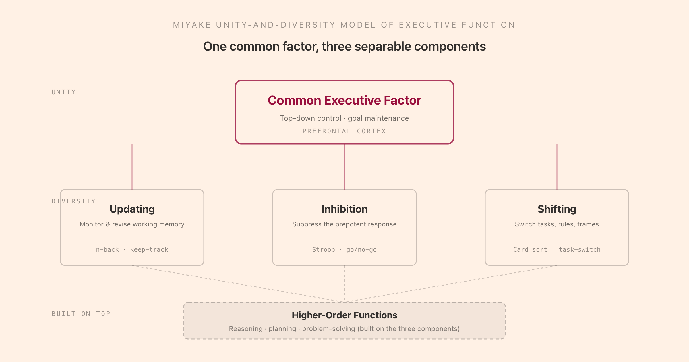 Miyake unity-and-diversity model: a common executive-function factor in the prefrontal cortex branching into updating, inhibition, and shifting, with higher-order functions built on top