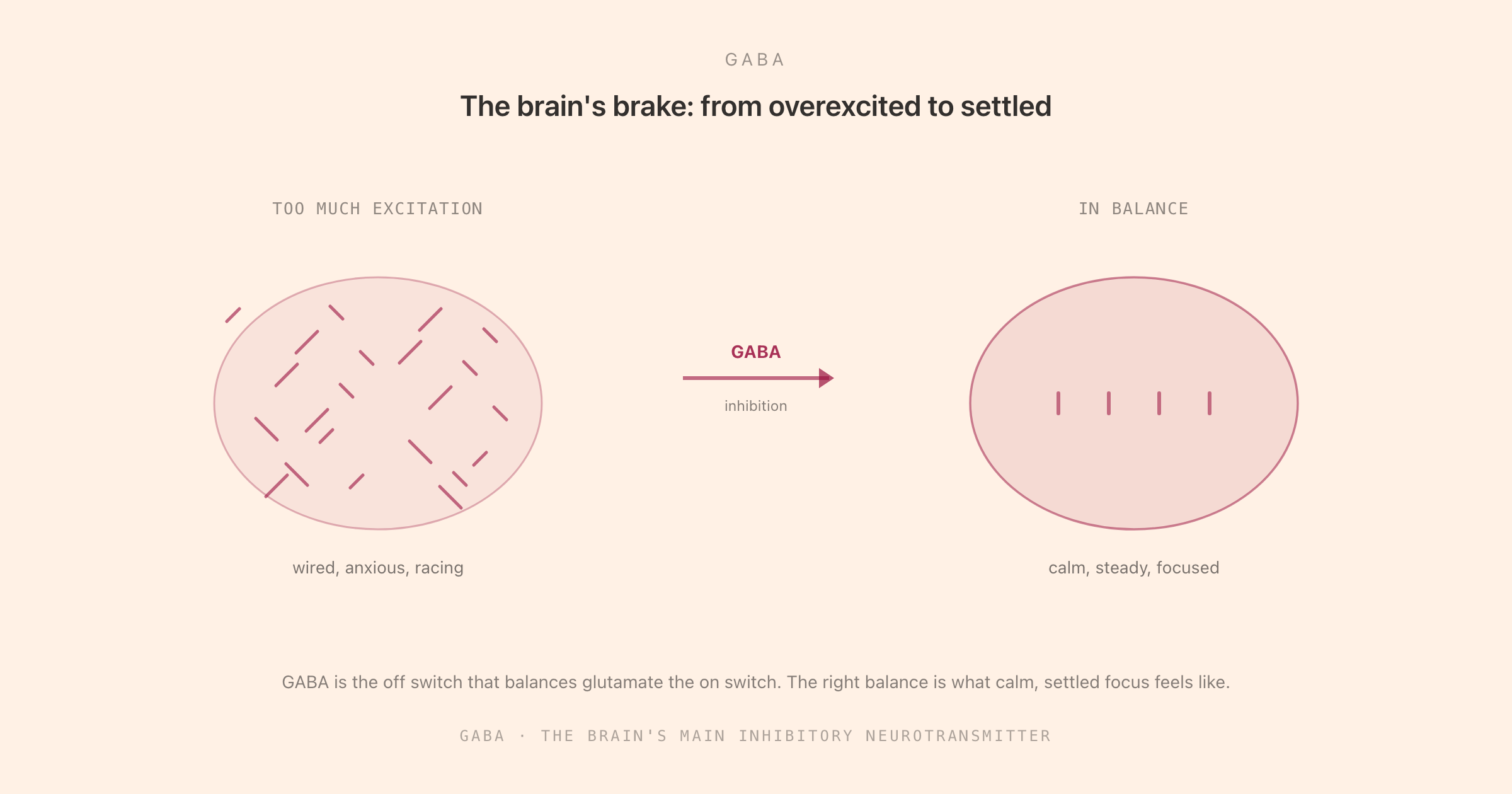 GABA shown as the brain's brake, quietening an overexcited noisy brain into a calm steady state, balancing glutamate the accelerator