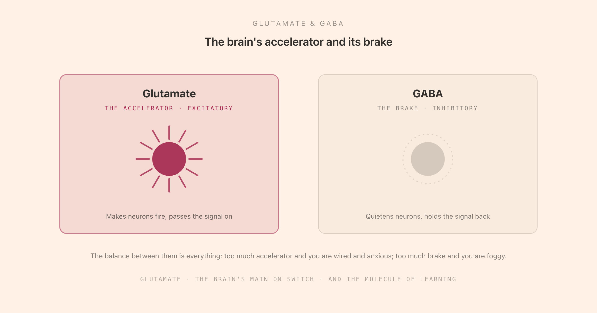 The brain's excitation-inhibition balance as an accelerator and a brake: glutamate the excitatory accelerator that makes neurons fire, and GABA the inhibitory brake that quietens them