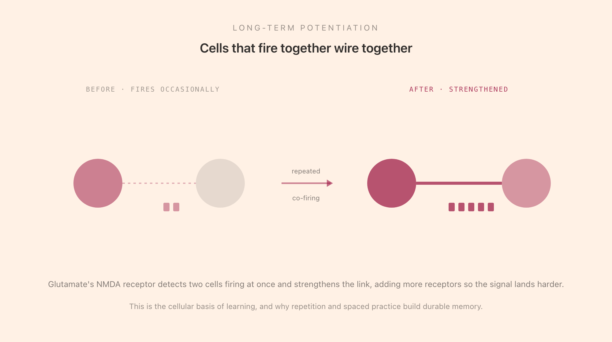 A synapse strengthening through long-term potentiation: on the left a weak connection between two neurons firing occasionally; on the right, after repeated firing together, a strengthened connection with more receptors, illustrating the principle that cells that fire together wire together, the cellular basis of learning.