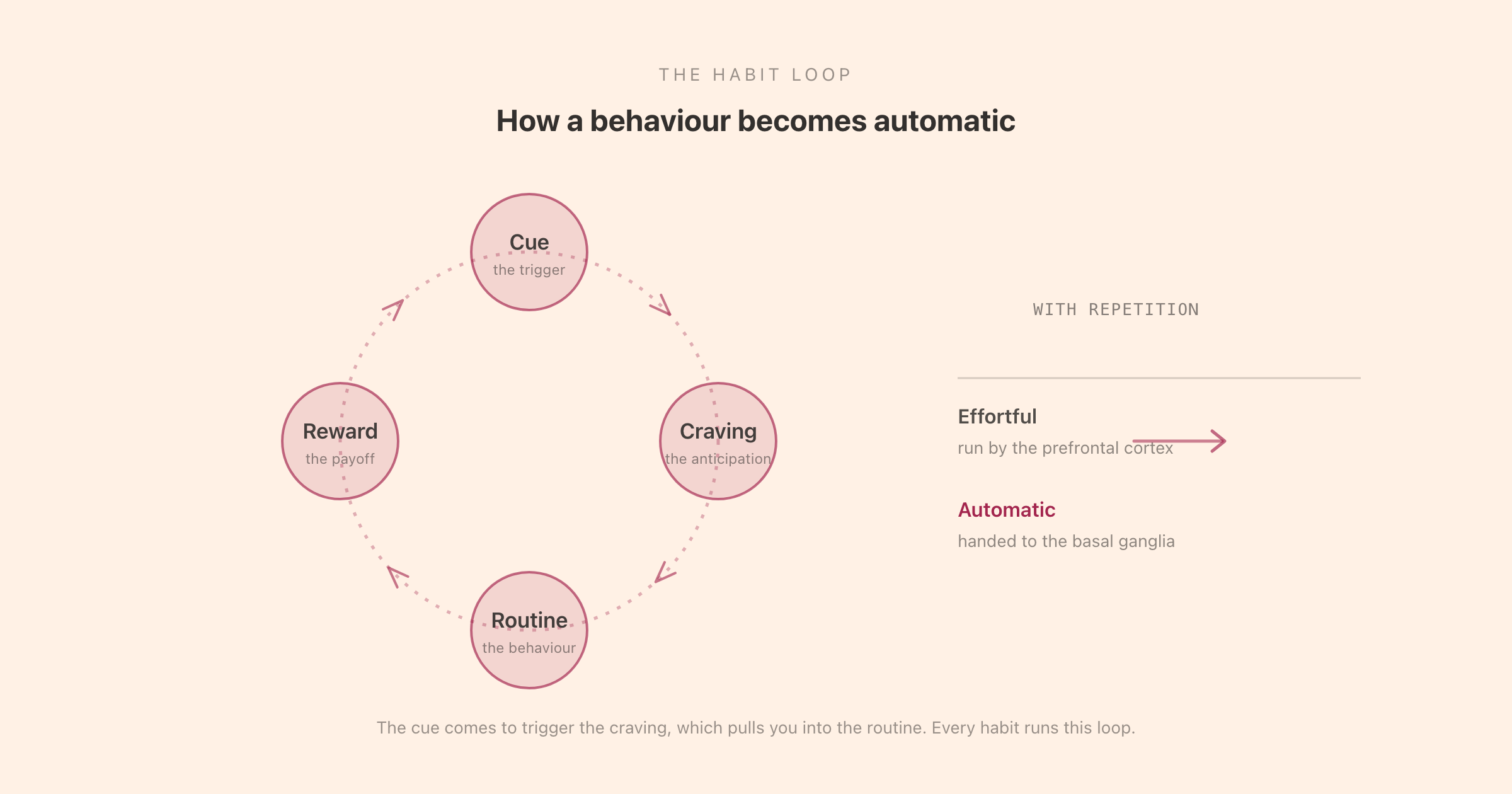 The habit loop: a cue triggers a craving, which drives a routine, which delivers a reward, and repetition gradually moves the behaviour from effortful to automatic