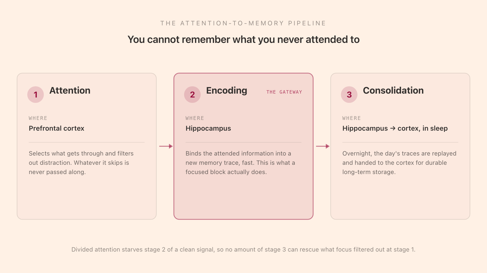 A three-stage pipeline from attention to lasting memory: stage one, attention, where the prefrontal cortex selects what to focus on and filters out distraction; stage two, encoding, where the hippocampus binds the attended information into a new memory trace; stage three, consolidation, where during sleep the hippocampus replays and transfers the memory to the cortex for long-term storage, with a note that whatever attention skipped never reaches the hippocampus to be encoded.