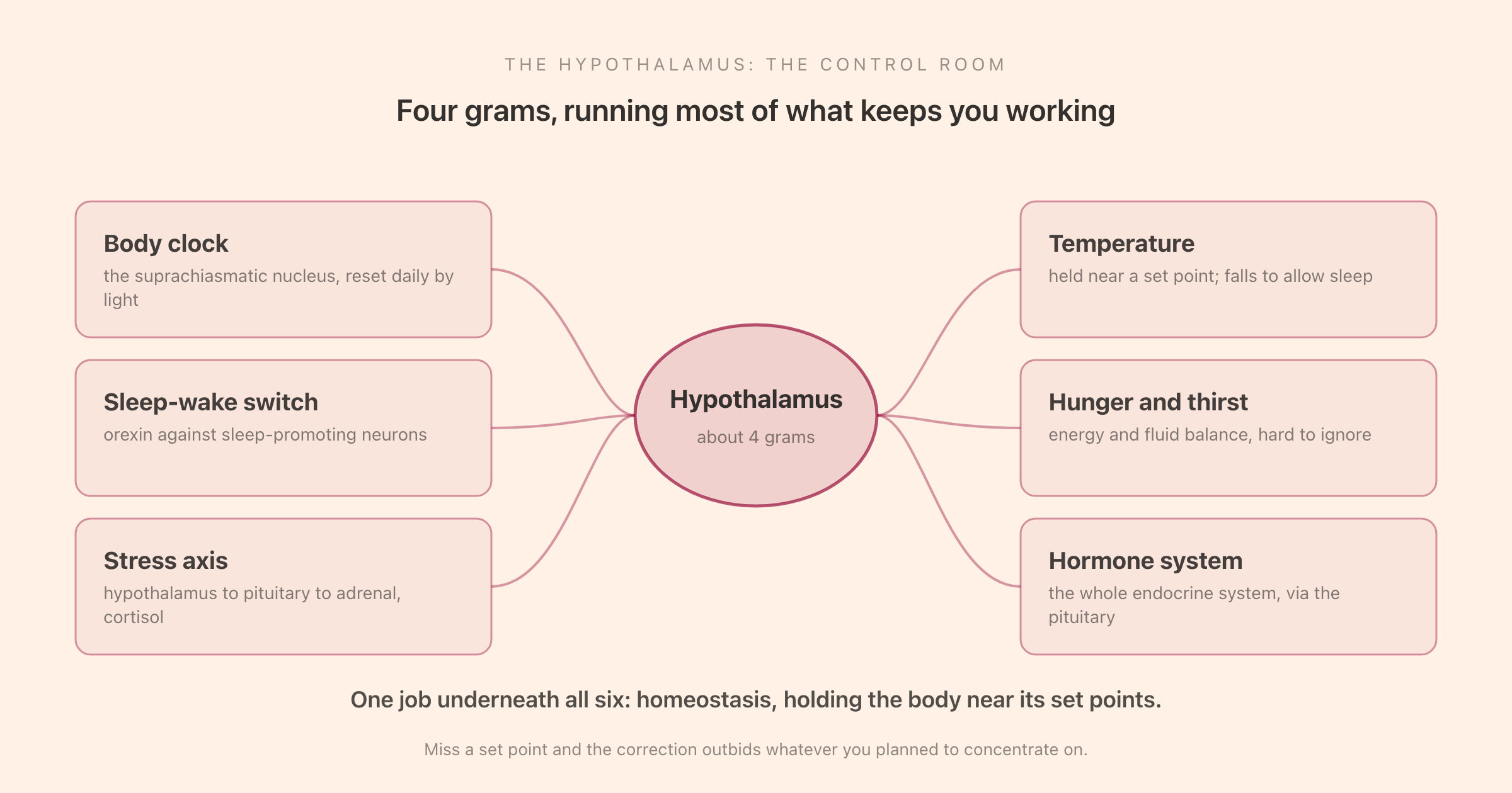 The hypothalamus as a control room: a small region regulating the body clock, the sleep-wake switch, the stress axis, temperature, hunger and thirst, and the hormone system through the pituitary gland