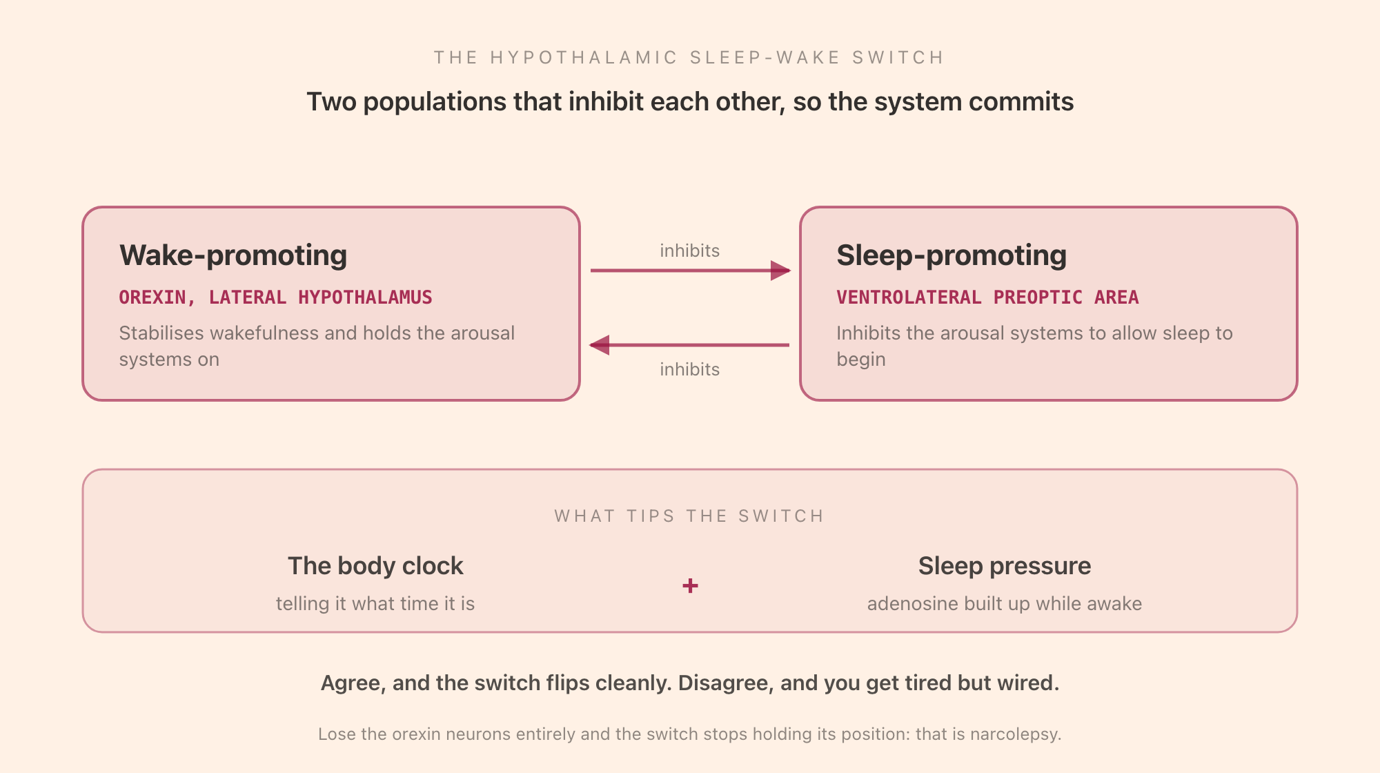 The hypothalamic sleep-wake switch: wake-promoting orexin neurons and sleep-promoting neurons inhibit each other, producing a switch that flips cleanly between states rather than drifting between them