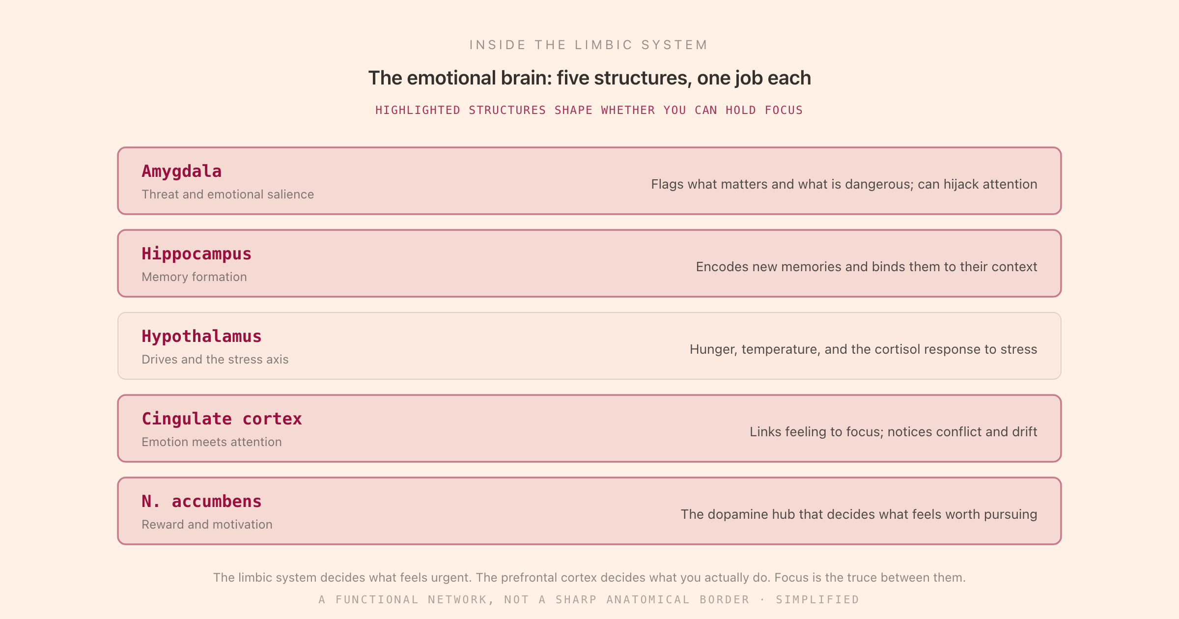 A map of the limbic system's five key structures: amygdala, hippocampus, hypothalamus, cingulate cortex, and nucleus accumbens, with the role each plays