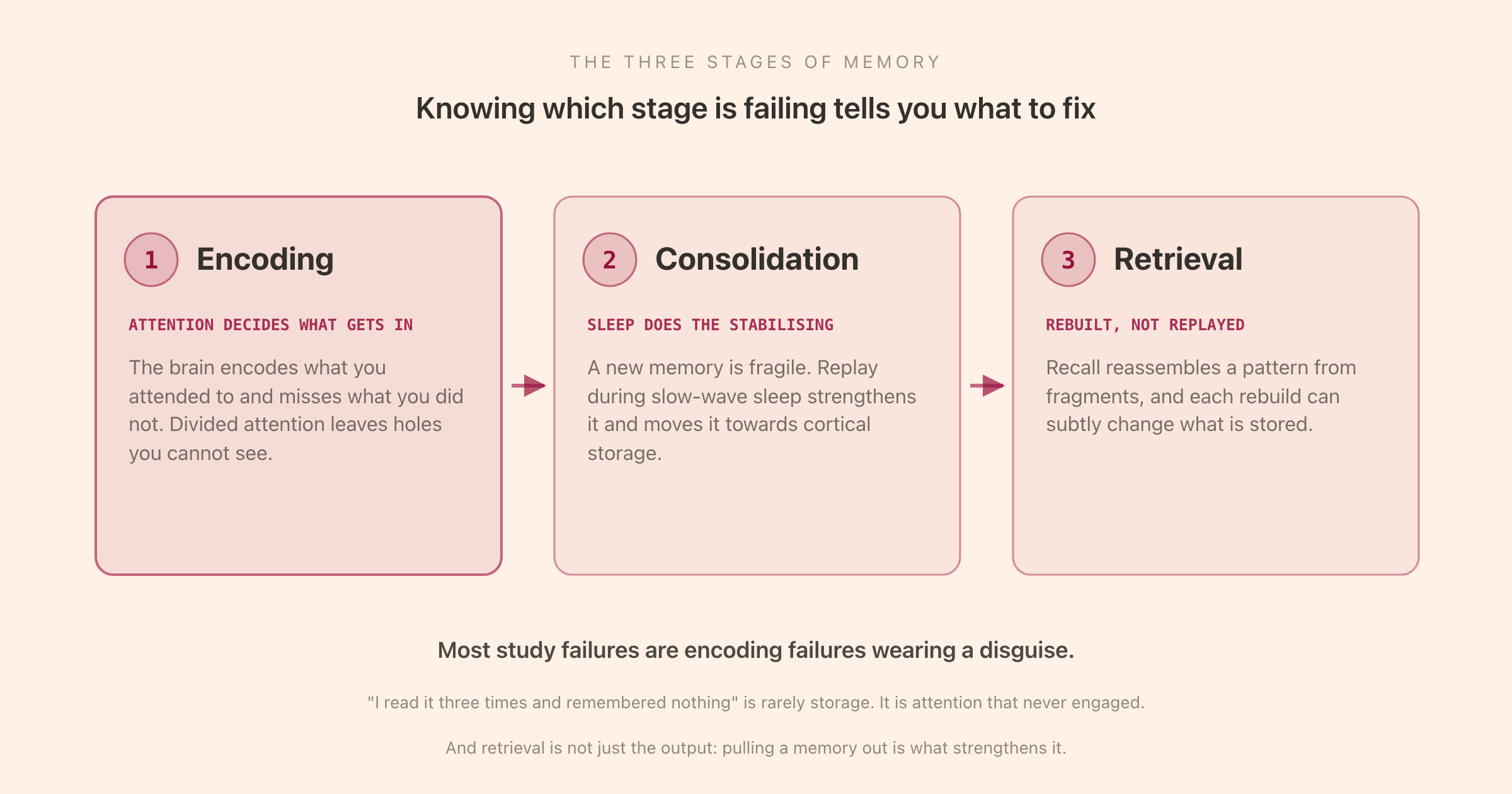 The three stages of memory: encoding, where attention decides what gets in, storage and consolidation, where sleep stabilises it, and retrieval, which reconstructs rather than replays
